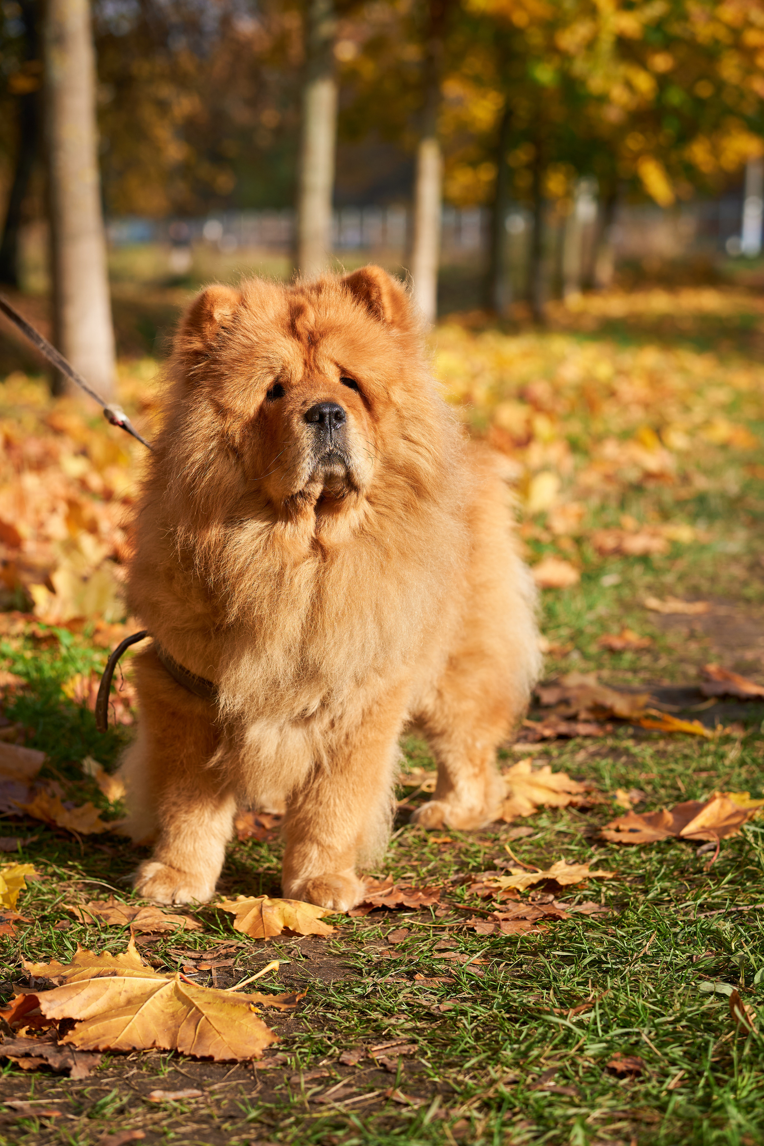 Случайные съемки. Фотограф людей и животных в Санкт-Петербурге Марина Бурмистрова