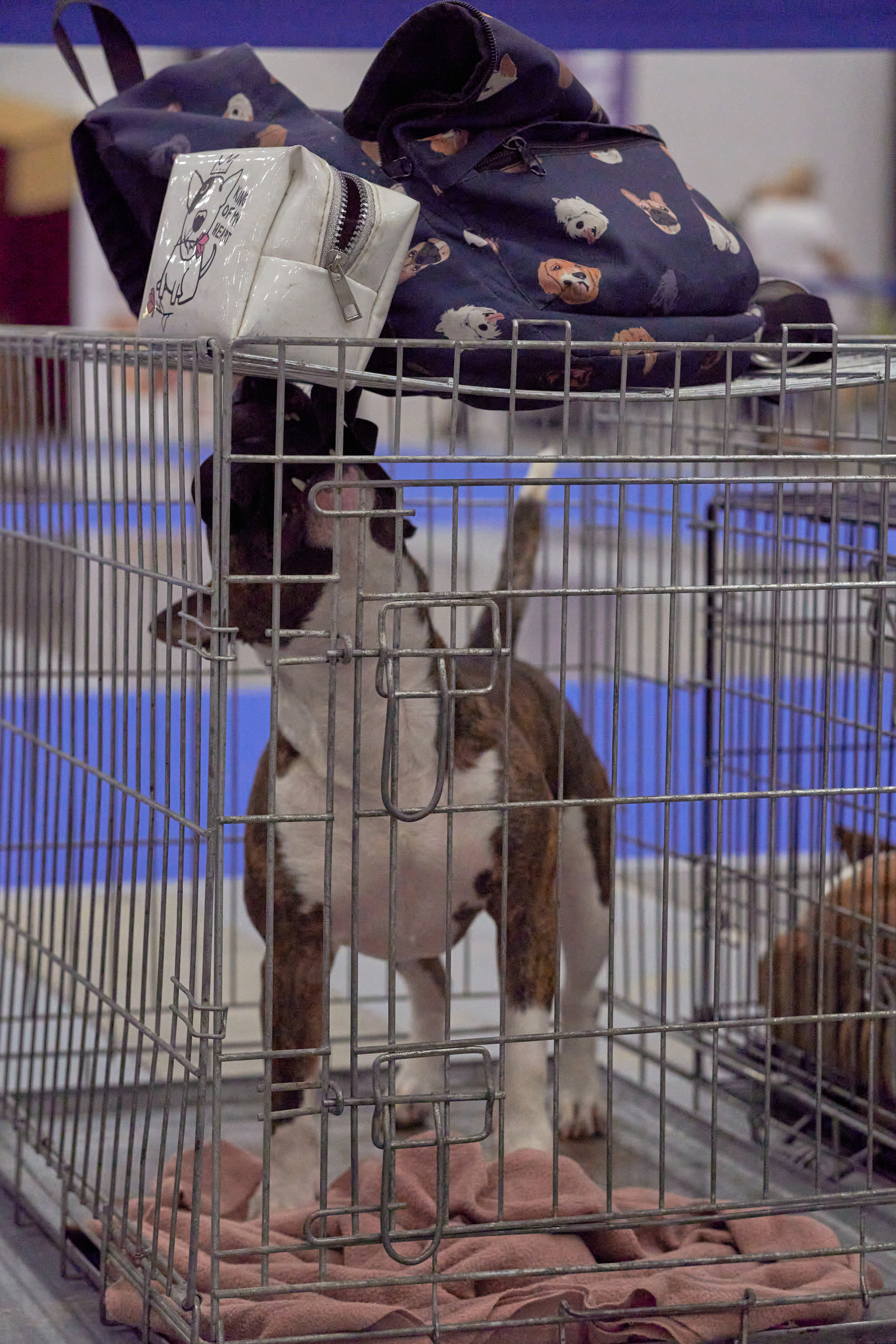 Репортаж с выставки собак в Экспофоруме. Фотограф людей и животных в Санкт-Петербурге Марина Бурмистрова