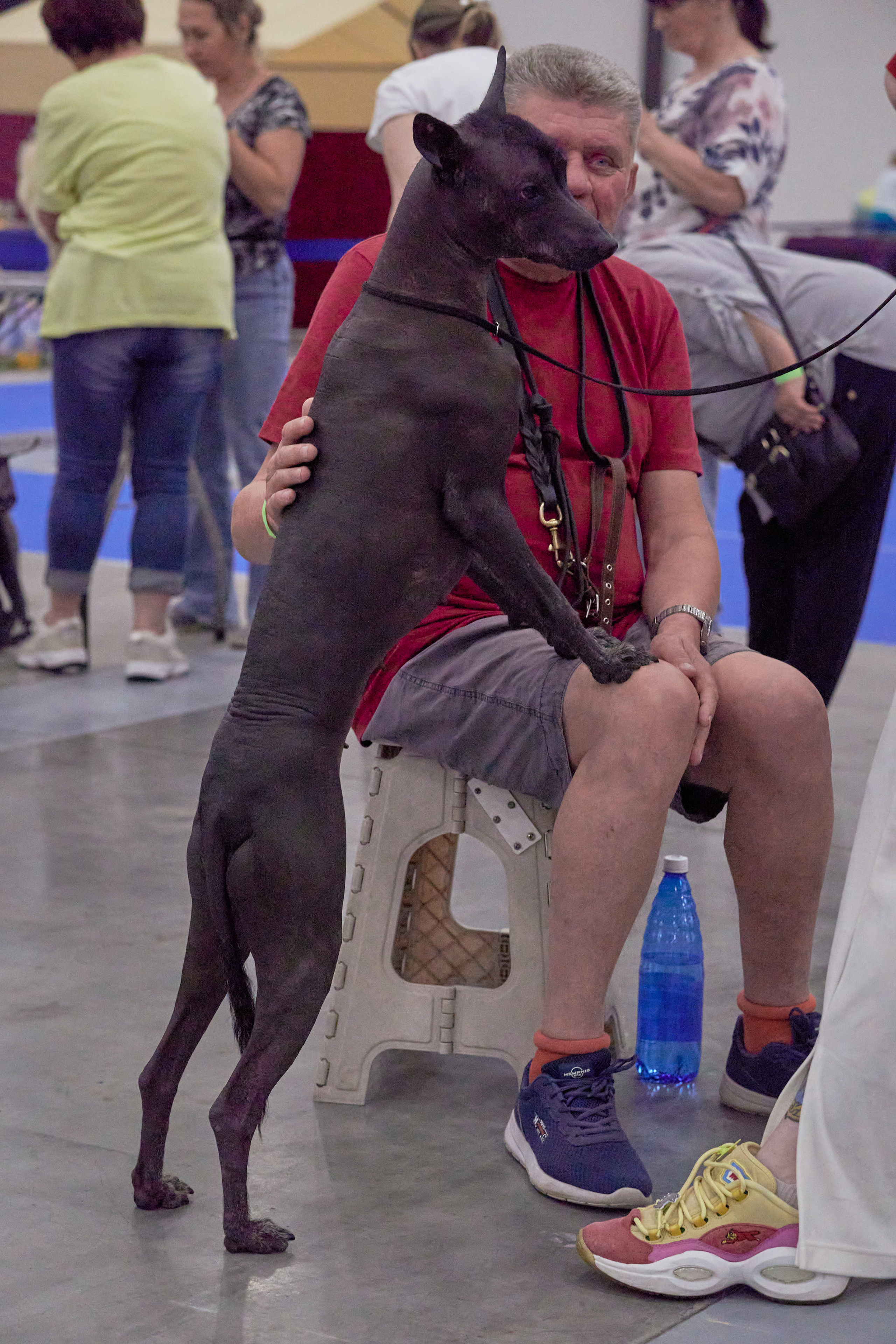 Репортаж с выставки собак в Экспофоруме. Фотограф людей и животных в Санкт-Петербурге Марина Бурмистрова