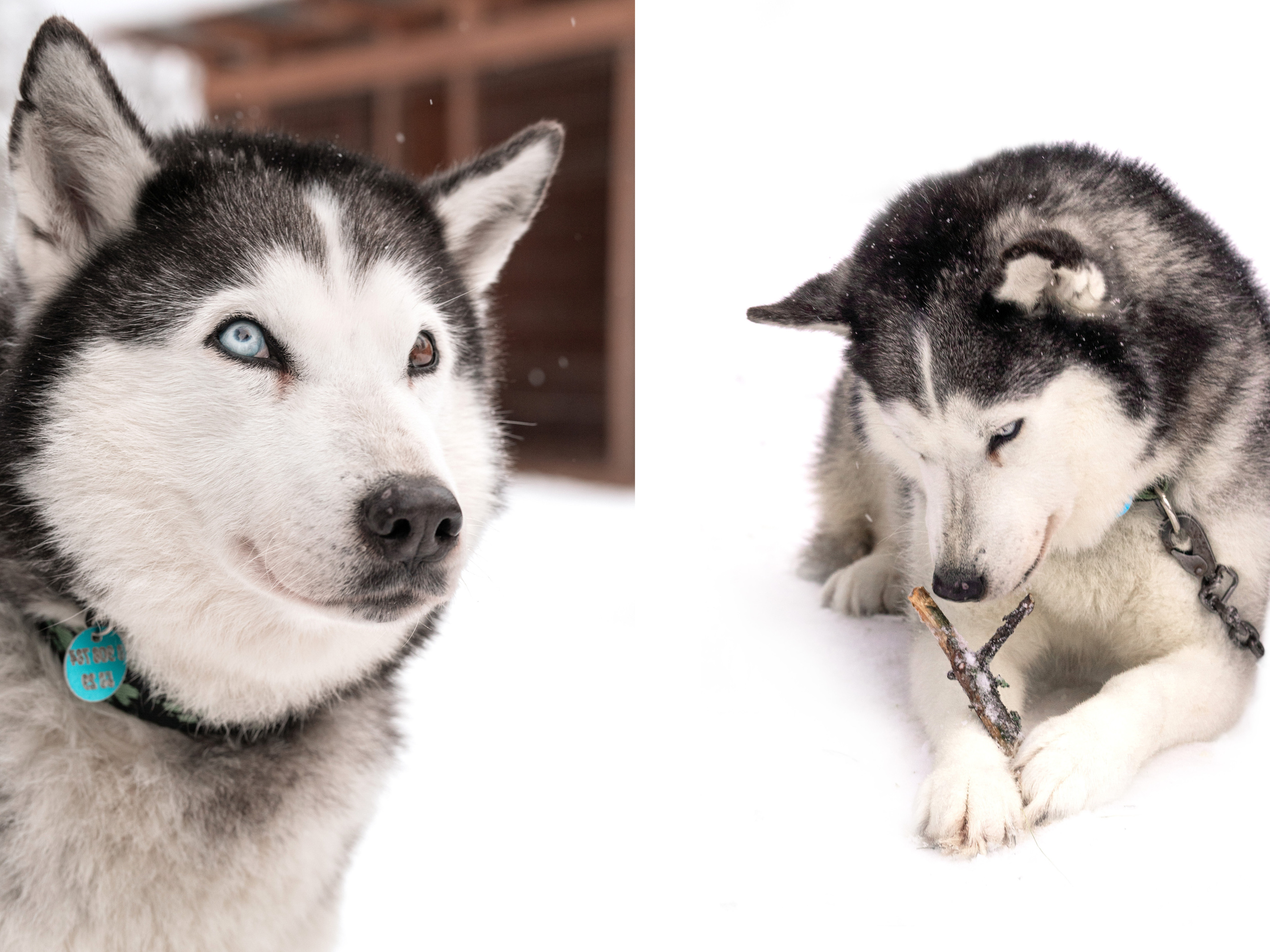 Прогулка с хаски в Пикник-парке ЛесОк. Фотограф людей и животных в Санкт-Петербурге Марина Бурмистрова