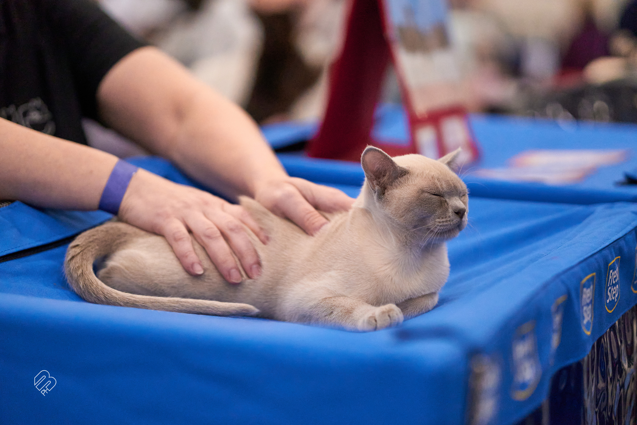 Выставка кошек в Экспофоруме. Фотограф людей и животных в Санкт-Петербурге Марина Бурмистрова