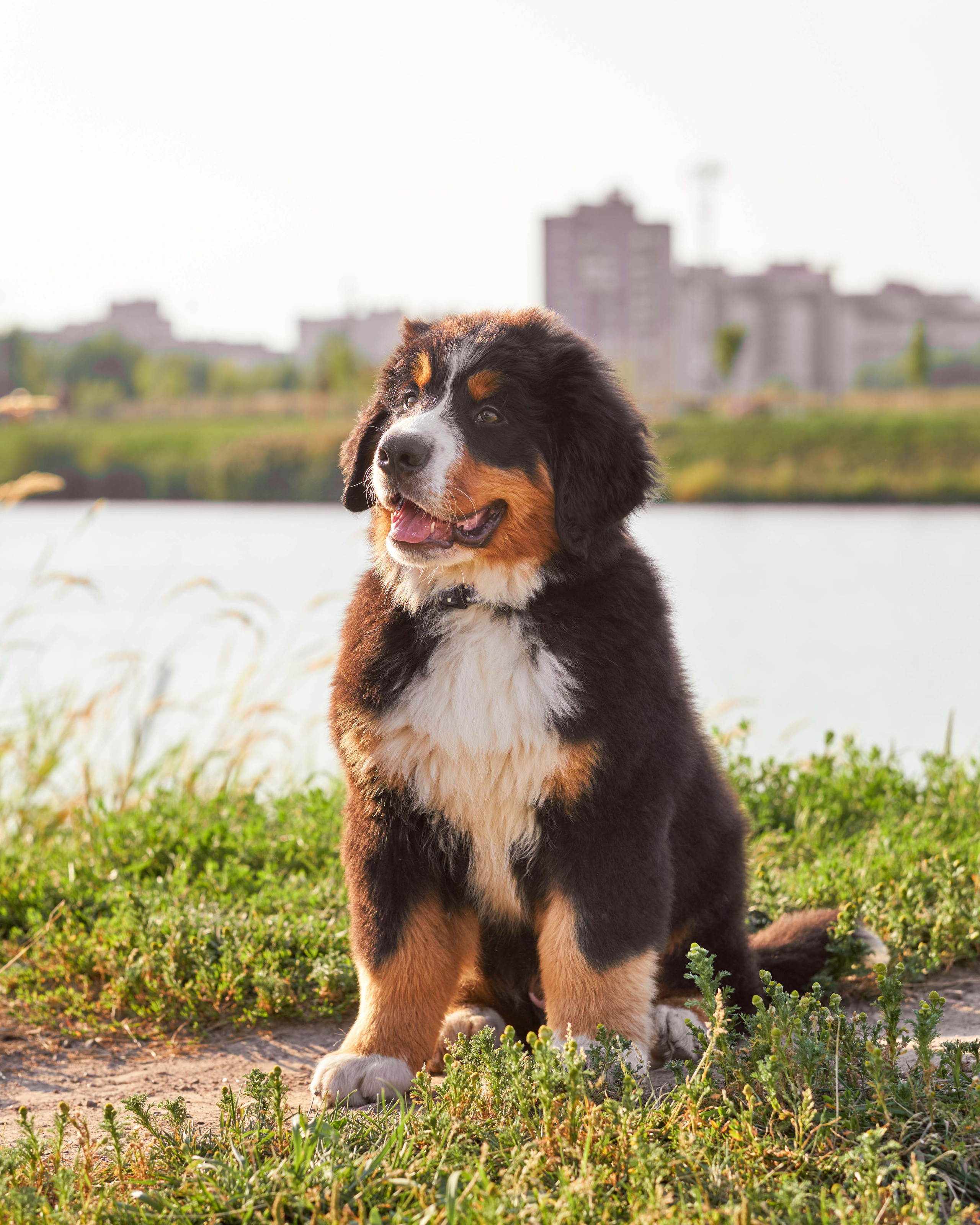Прогулочные. Фотограф людей и животных в Санкт-Петербурге Марина Бурмистрова