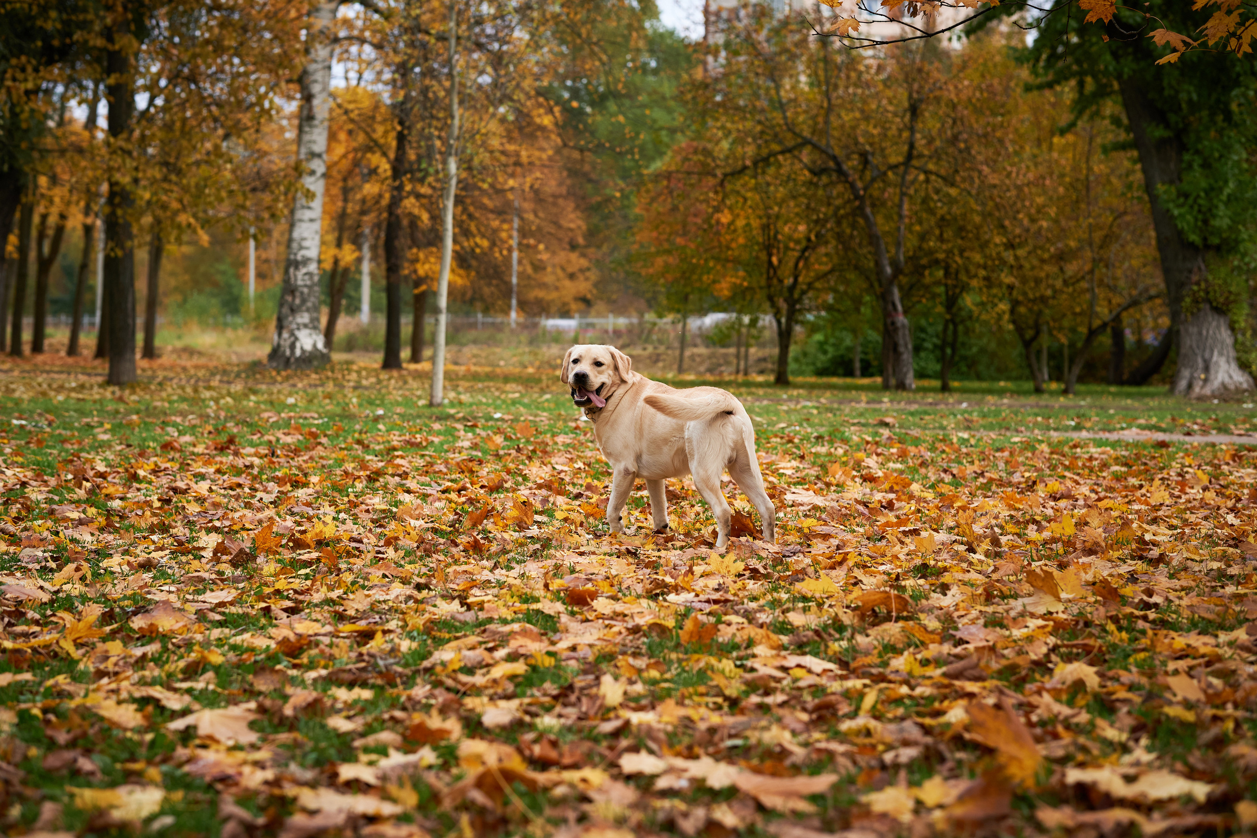 Случайные съемки. Фотограф людей и животных в Санкт-Петербурге Марина Бурмистрова
