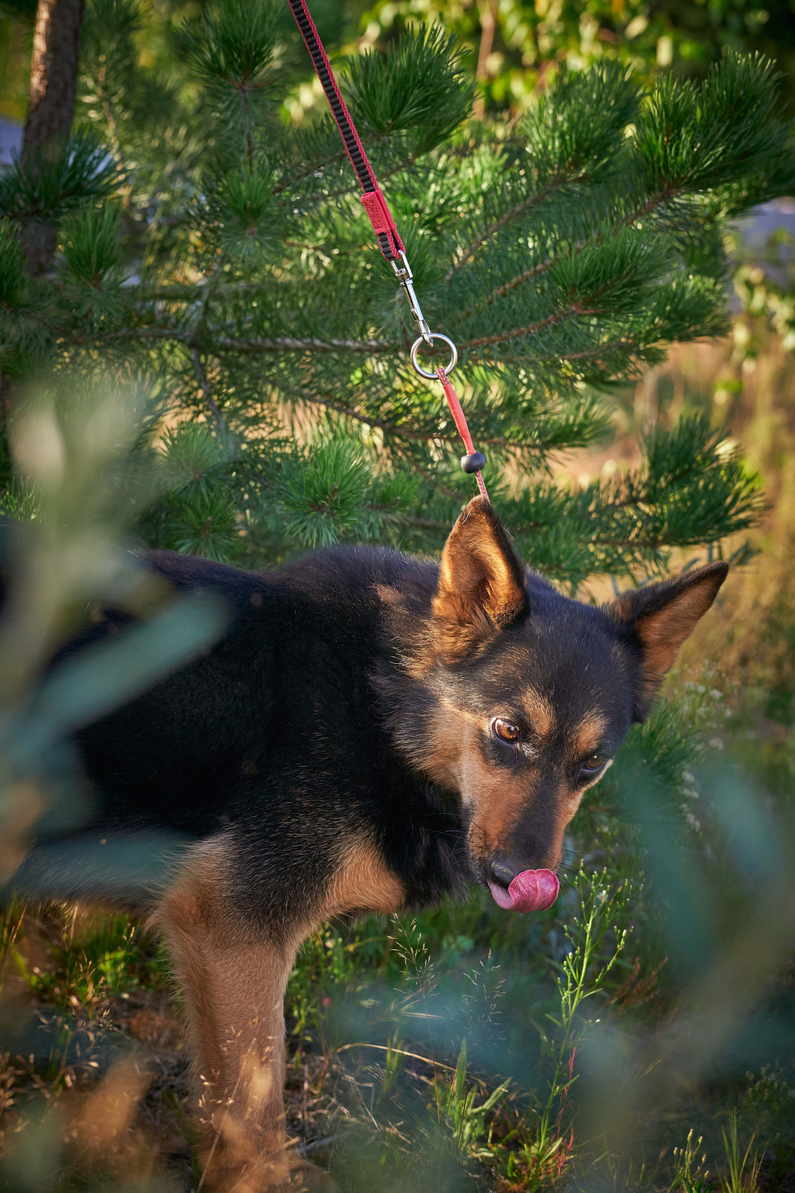 Съемка в приюте. Фотограф людей и животных в Санкт-Петербурге Марина Бурмистрова