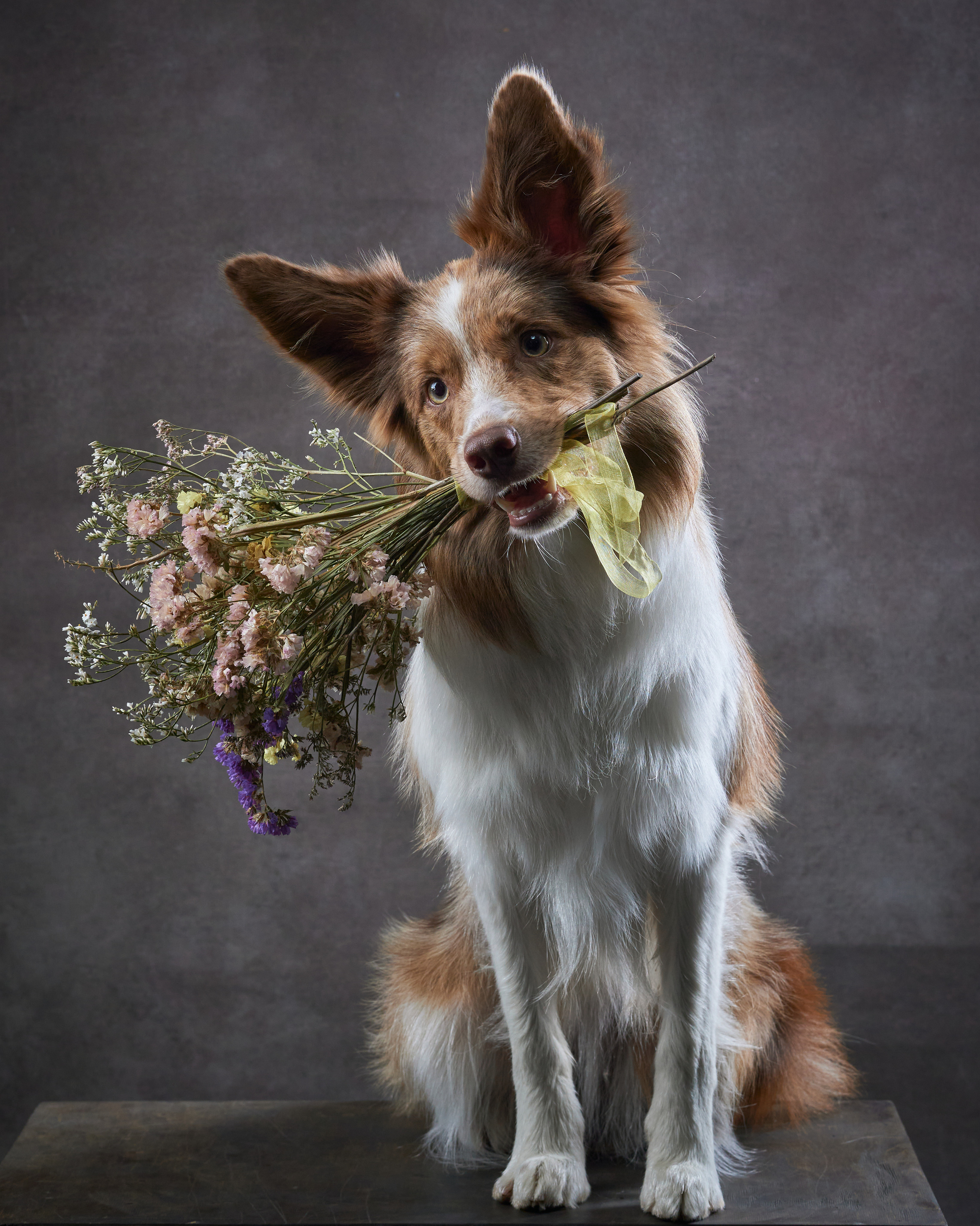 Прощальная вечеринка в фотостудии «Анималистика». Фотограф людей и животных в Санкт-Петербурге Марина Бурмистрова