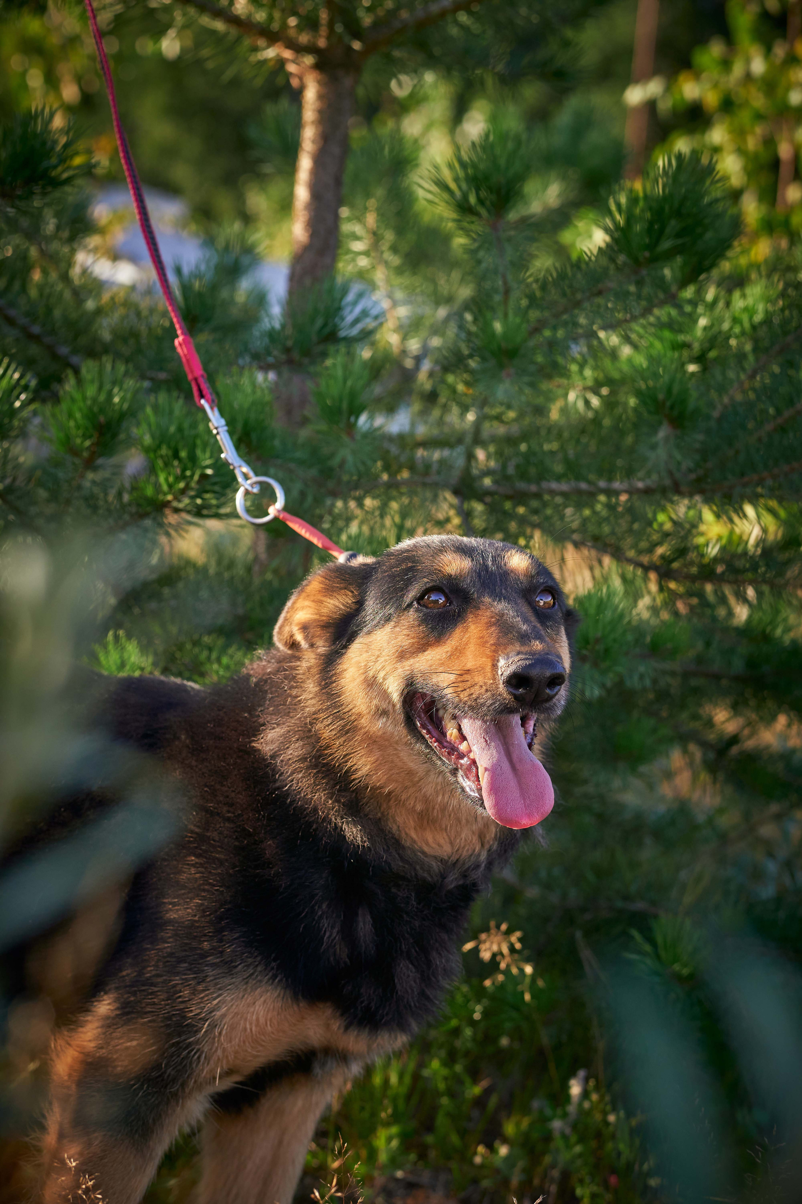 Съемка в приюте. Фотограф людей и животных в Санкт-Петербурге Марина Бурмистрова