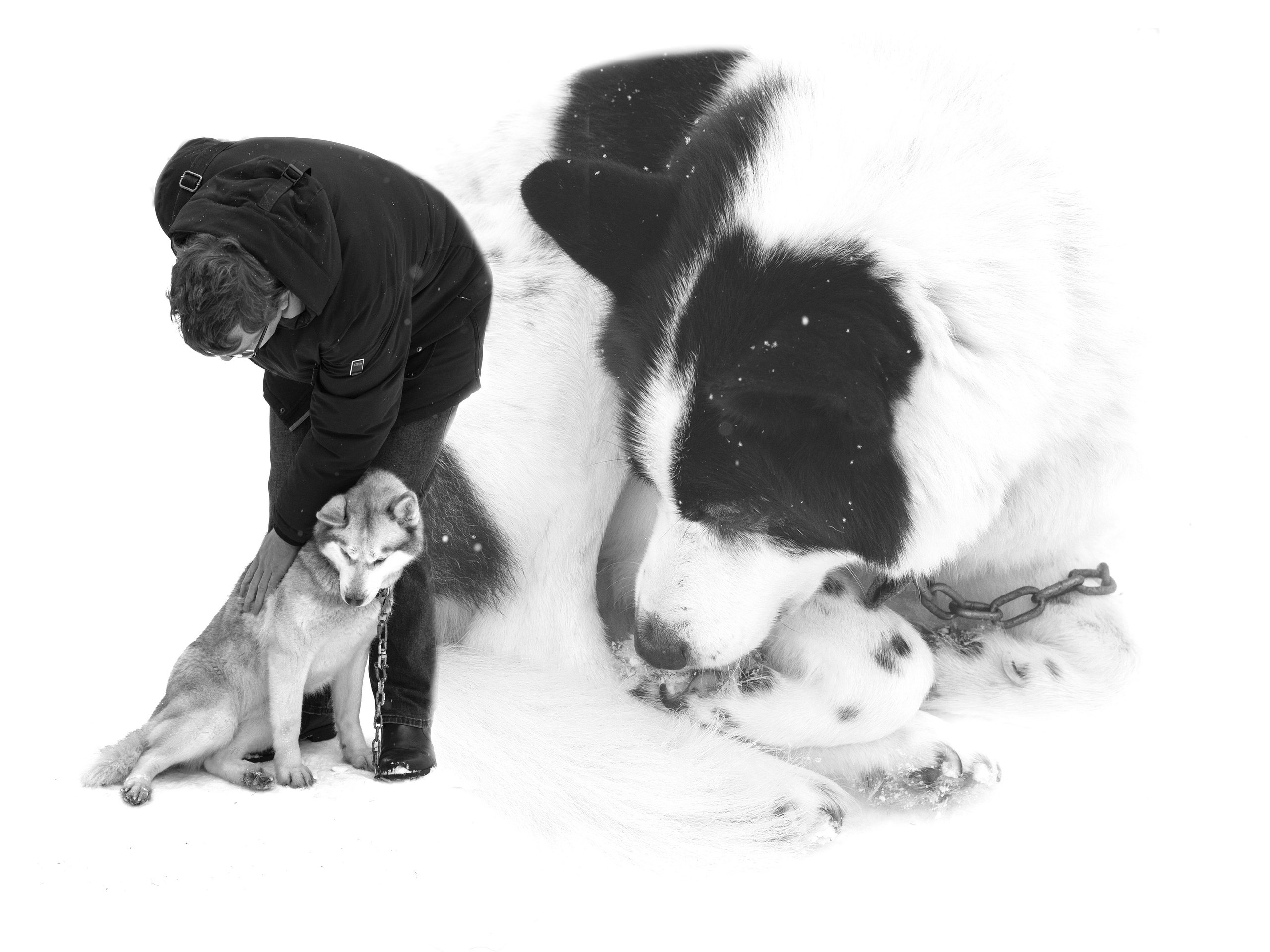 Прогулка с хаски в Пикник-парке ЛесОк. Фотограф людей и животных в Санкт-Петербурге Марина Бурмистрова