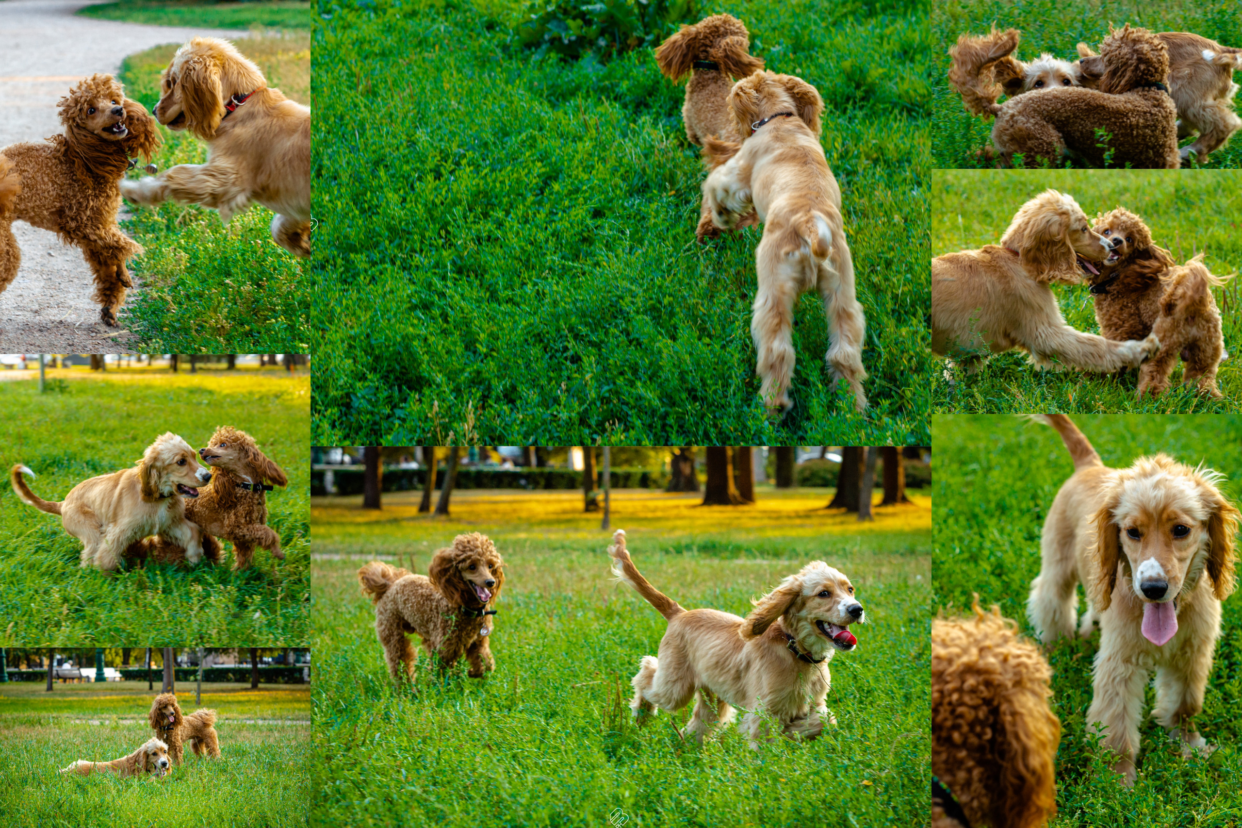 Случайные съемки. Фотограф людей и животных в Санкт-Петербурге Марина Бурмистрова