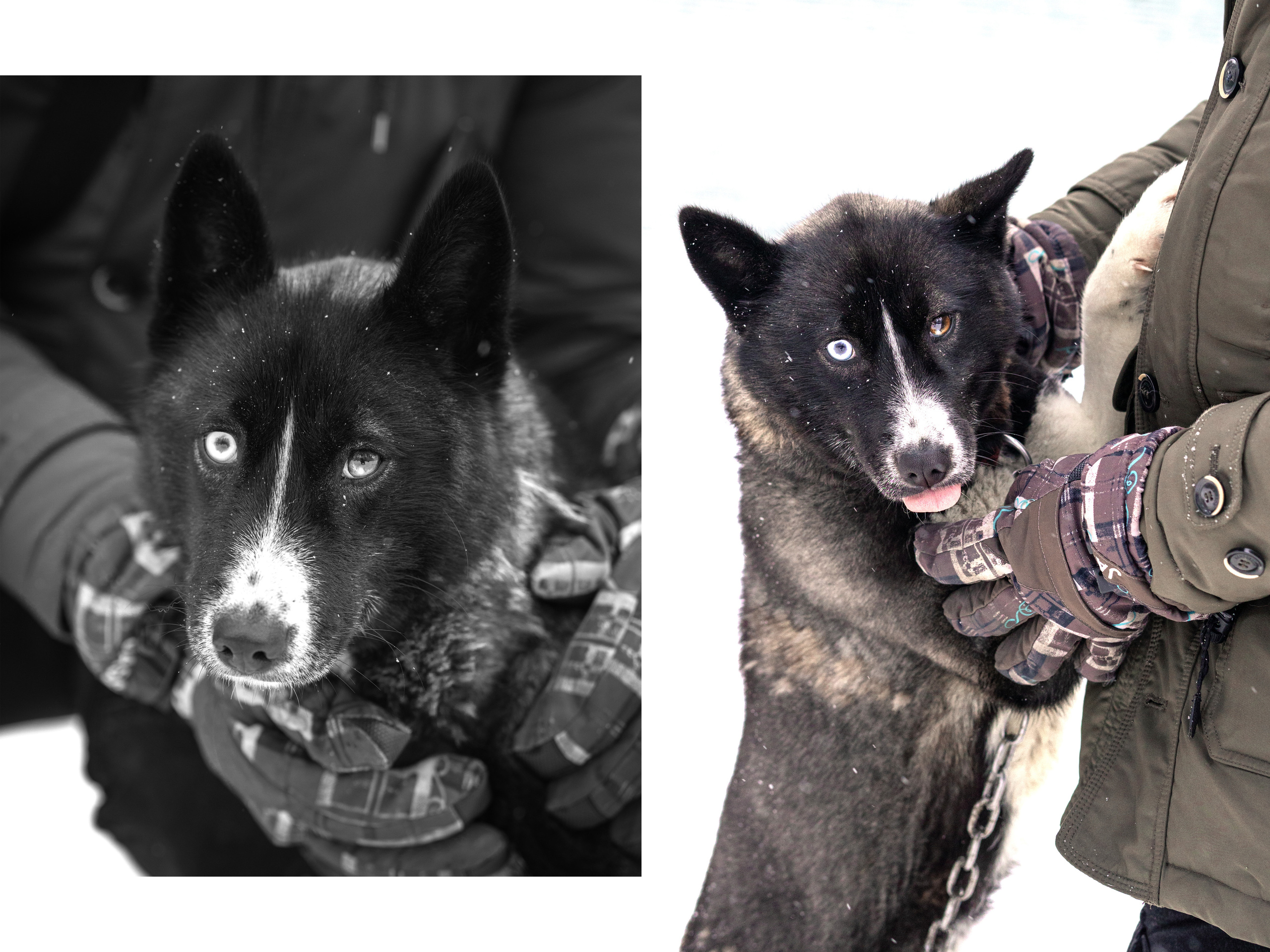 Прогулка с хаски в Пикник-парке ЛесОк. Фотограф людей и животных в Санкт-Петербурге Марина Бурмистрова