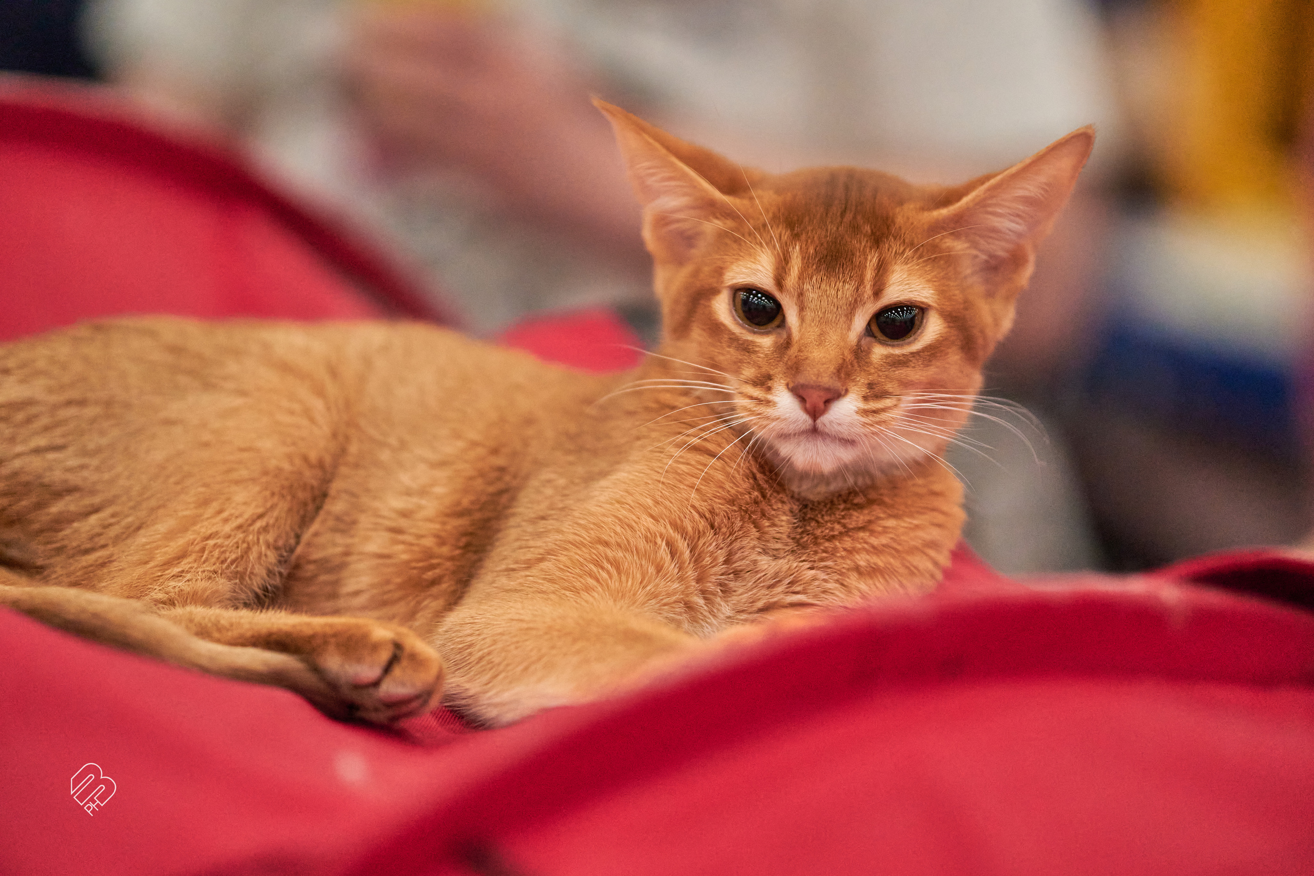 Выставка кошек в Экспофоруме. Фотограф людей и животных в Санкт-Петербурге Марина Бурмистрова