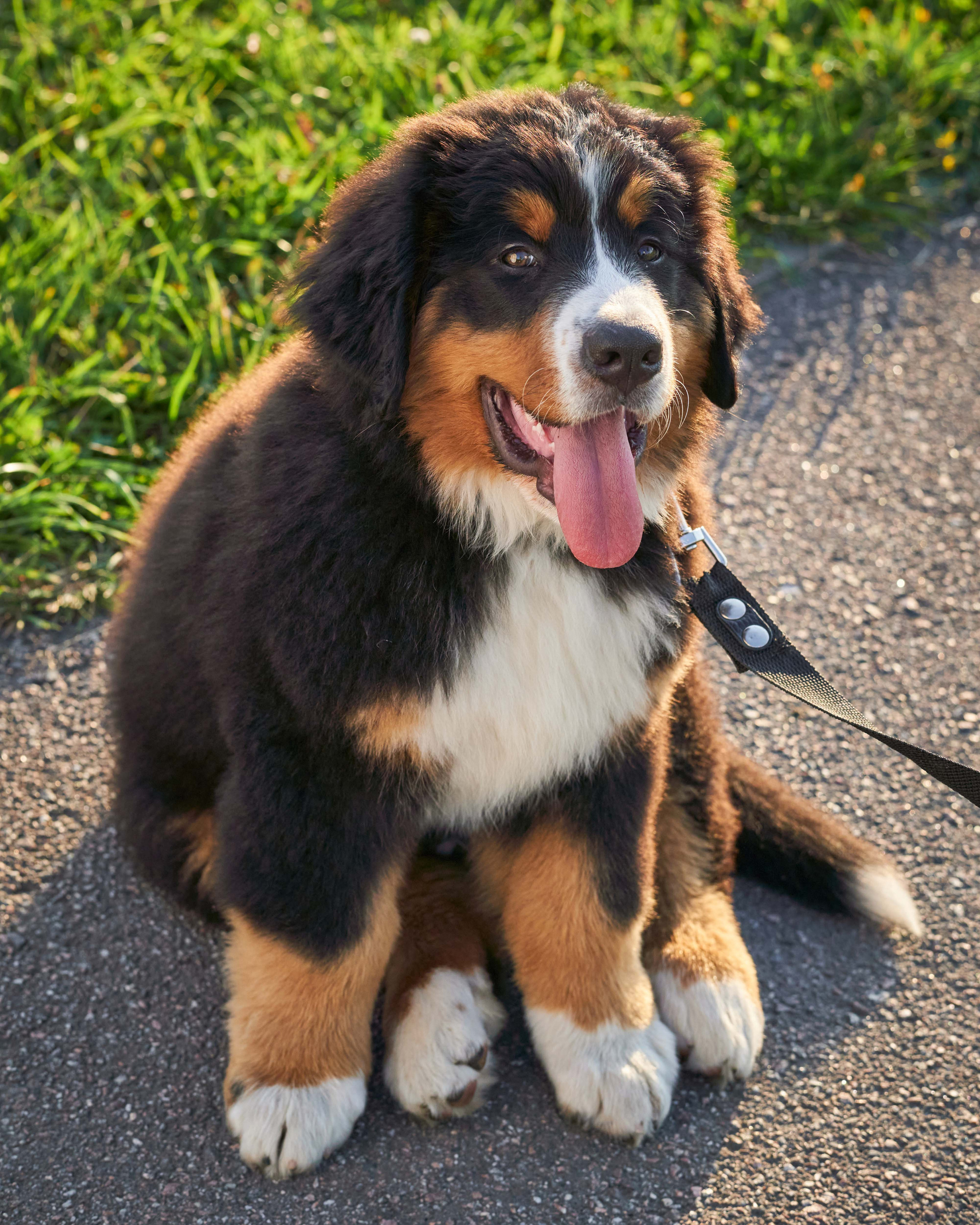 Прогулочные. Фотограф людей и животных в Санкт-Петербурге Марина Бурмистрова