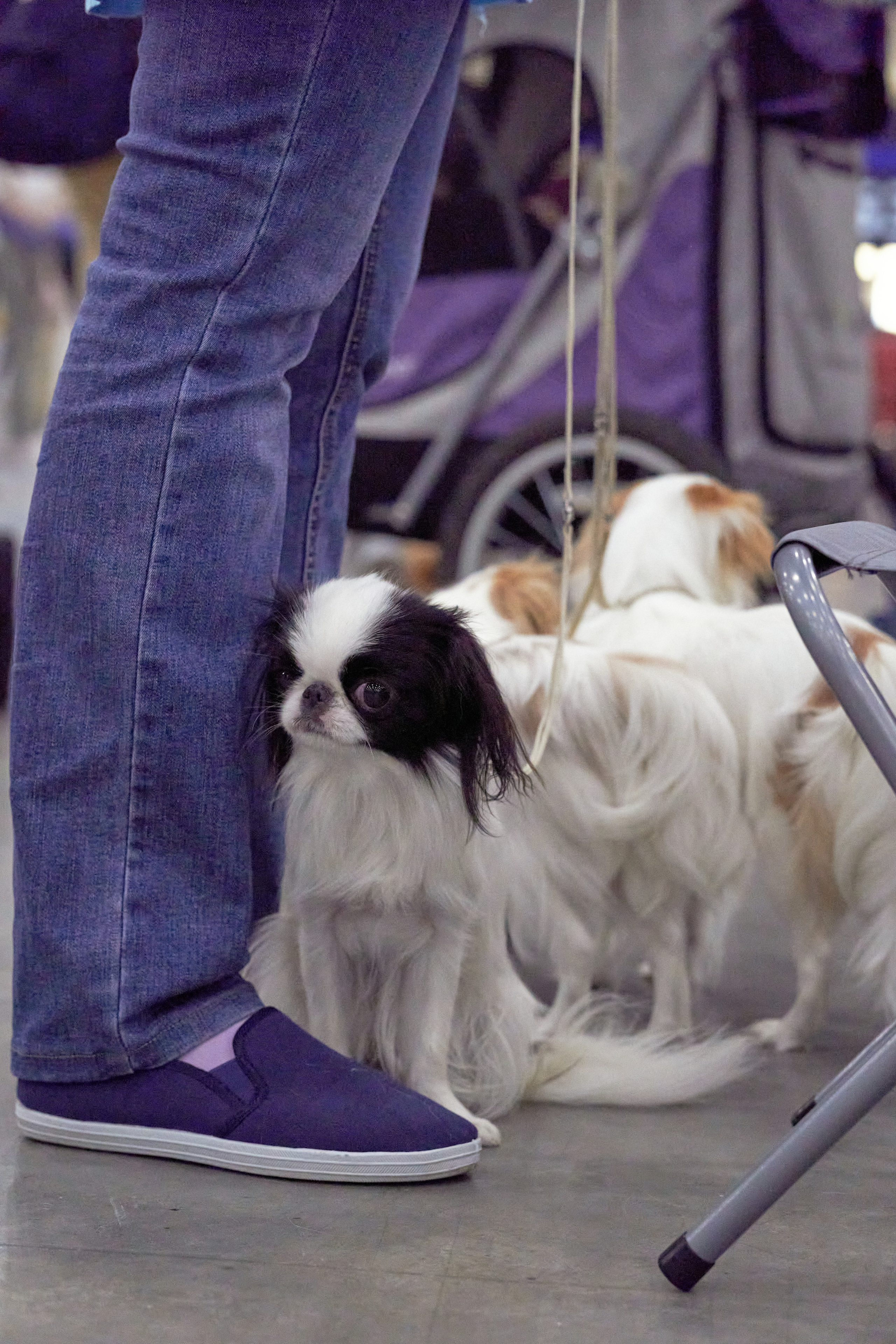 Репортаж с выставки собак в Экспофоруме. Фотограф людей и животных в Санкт-Петербурге Марина Бурмистрова