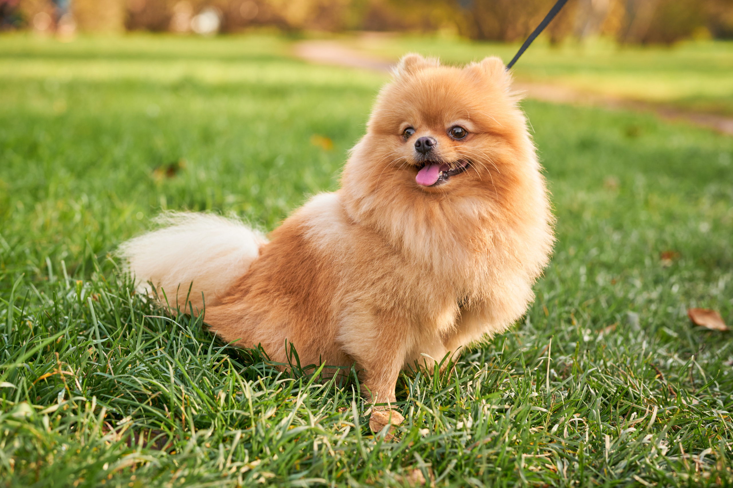 Случайные съемки. Фотограф людей и животных в Санкт-Петербурге Марина Бурмистрова