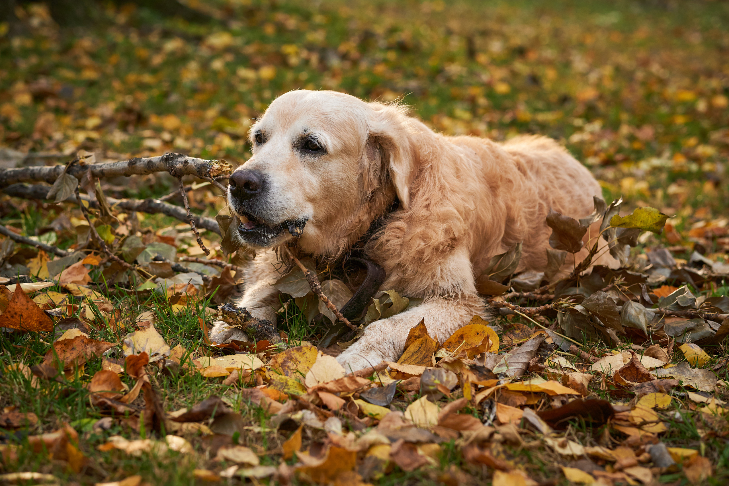 Случайные съемки. Фотограф людей и животных в Санкт-Петербурге Марина Бурмистрова