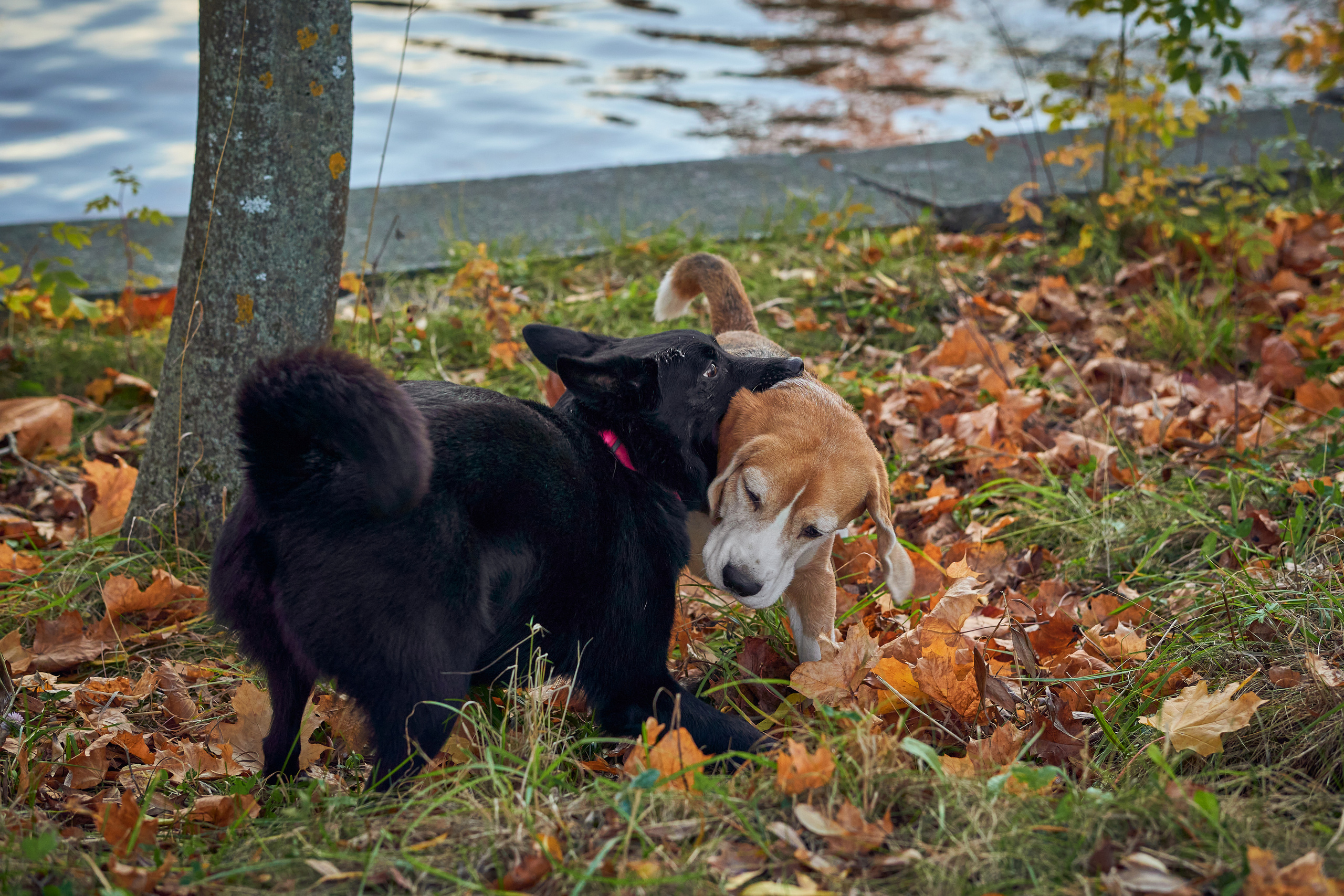 Случайные съемки. Фотограф людей и животных в Санкт-Петербурге Марина Бурмистрова