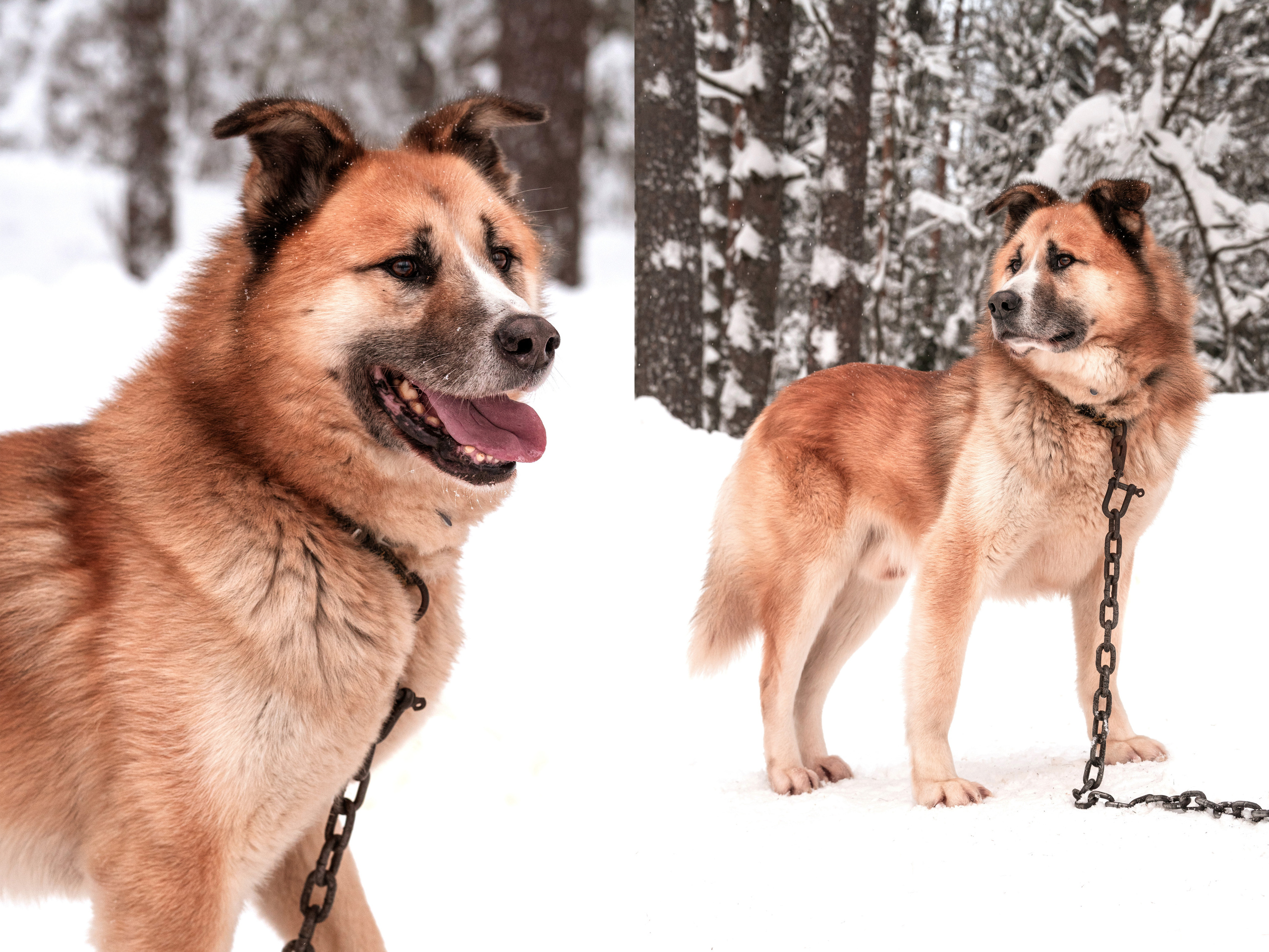 Прогулка с хаски в Пикник-парке ЛесОк. Фотограф людей и животных в Санкт-Петербурге Марина Бурмистрова