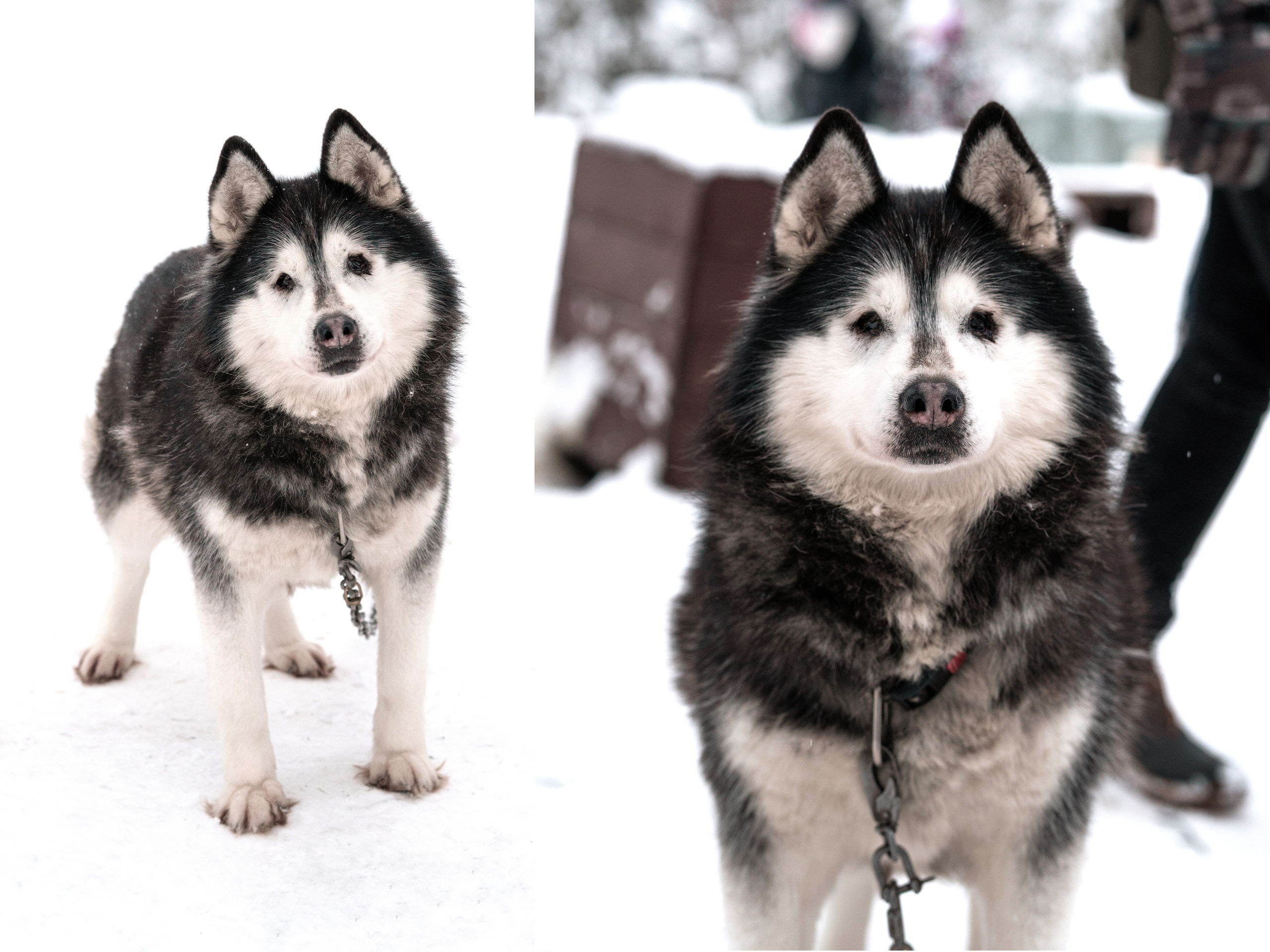 Прогулка с хаски в Пикник-парке ЛесОк. Фотограф людей и животных в Санкт-Петербурге Марина Бурмистрова