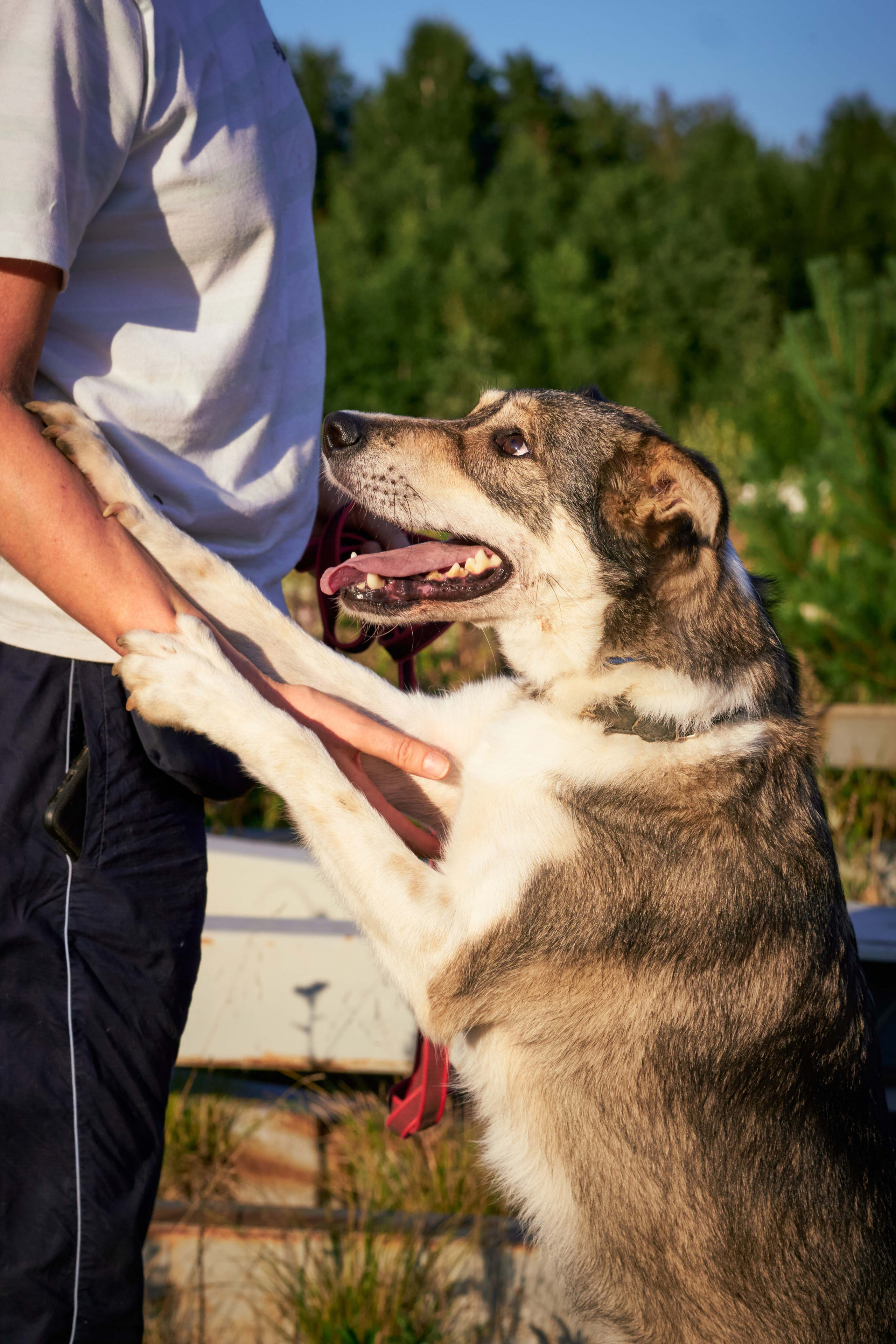 Съемка в приюте. Фотограф людей и животных в Санкт-Петербурге Марина Бурмистрова