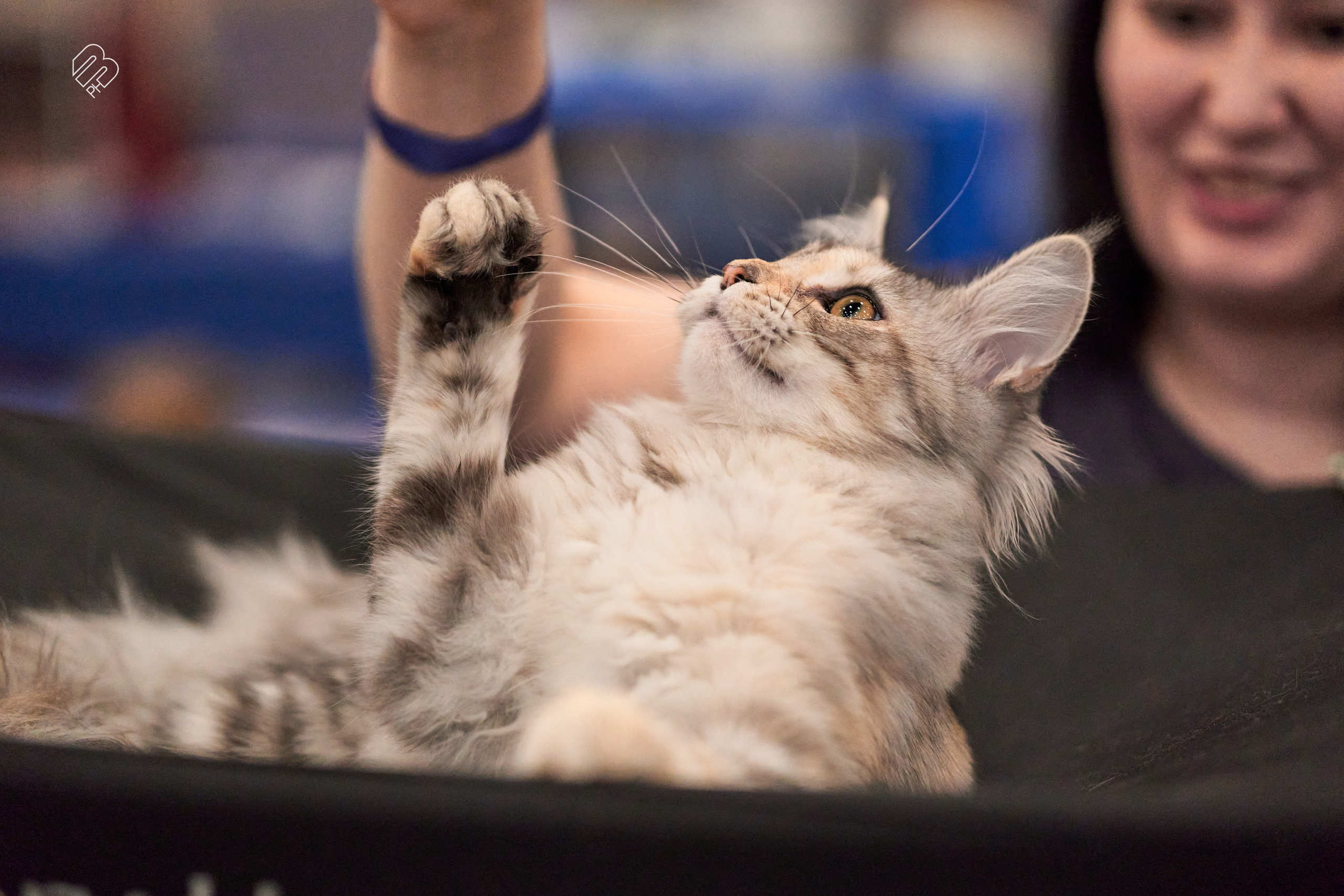 Выставка кошек в Экспофоруме. Фотограф людей и животных в Санкт-Петербурге Марина Бурмистрова