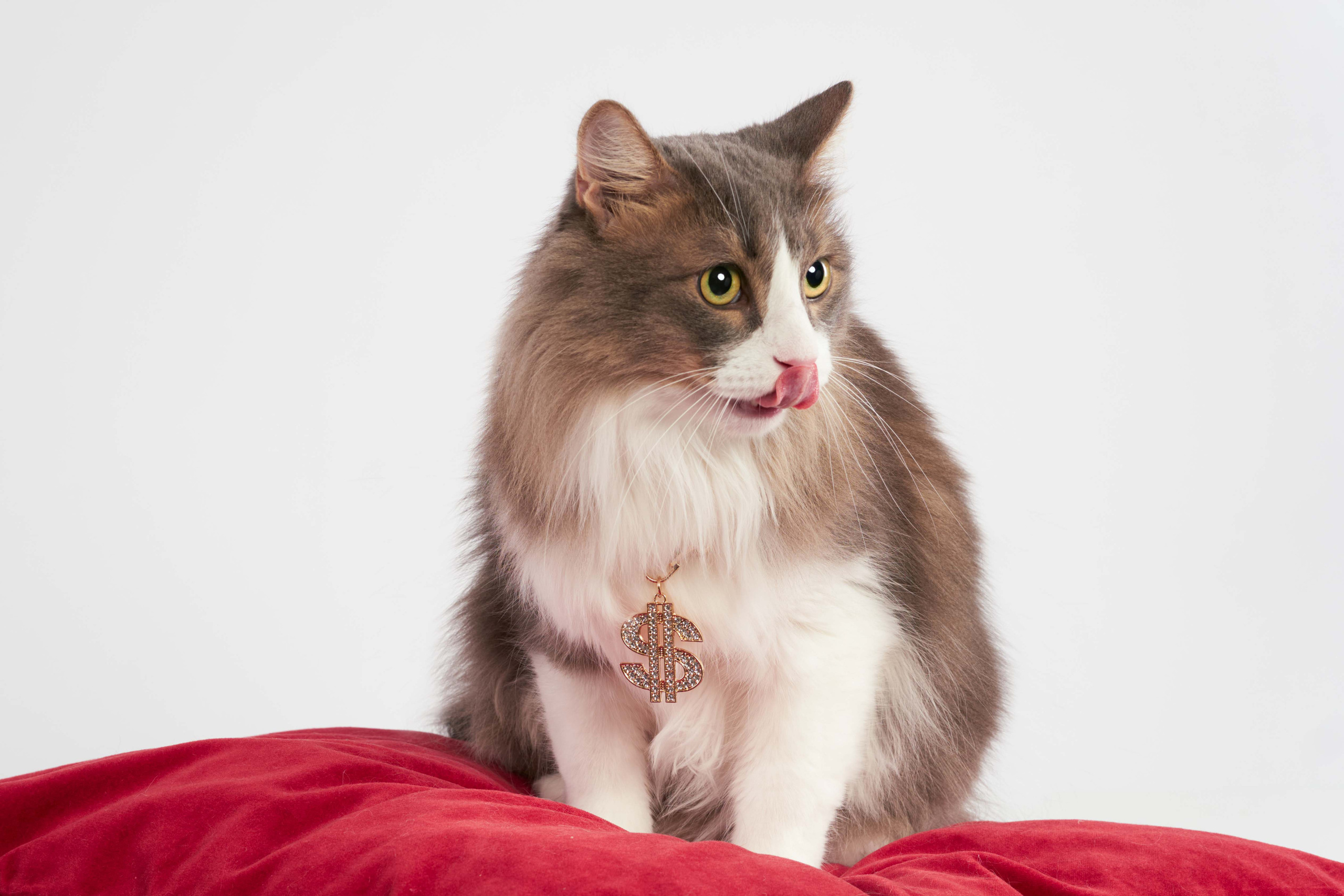 Студийные. Фотограф людей и животных в Санкт-Петербурге Марина Бурмистрова