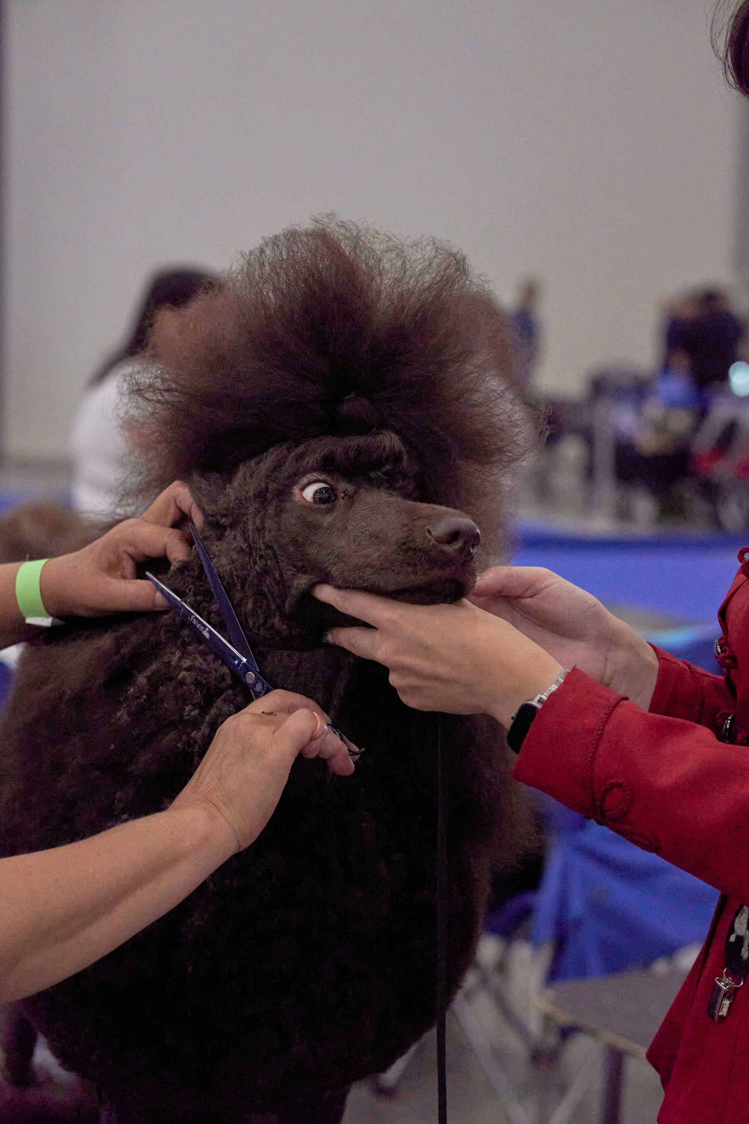 Репортаж с выставки собак в Экспофоруме. Фотограф людей и животных в Санкт-Петербурге Марина Бурмистрова