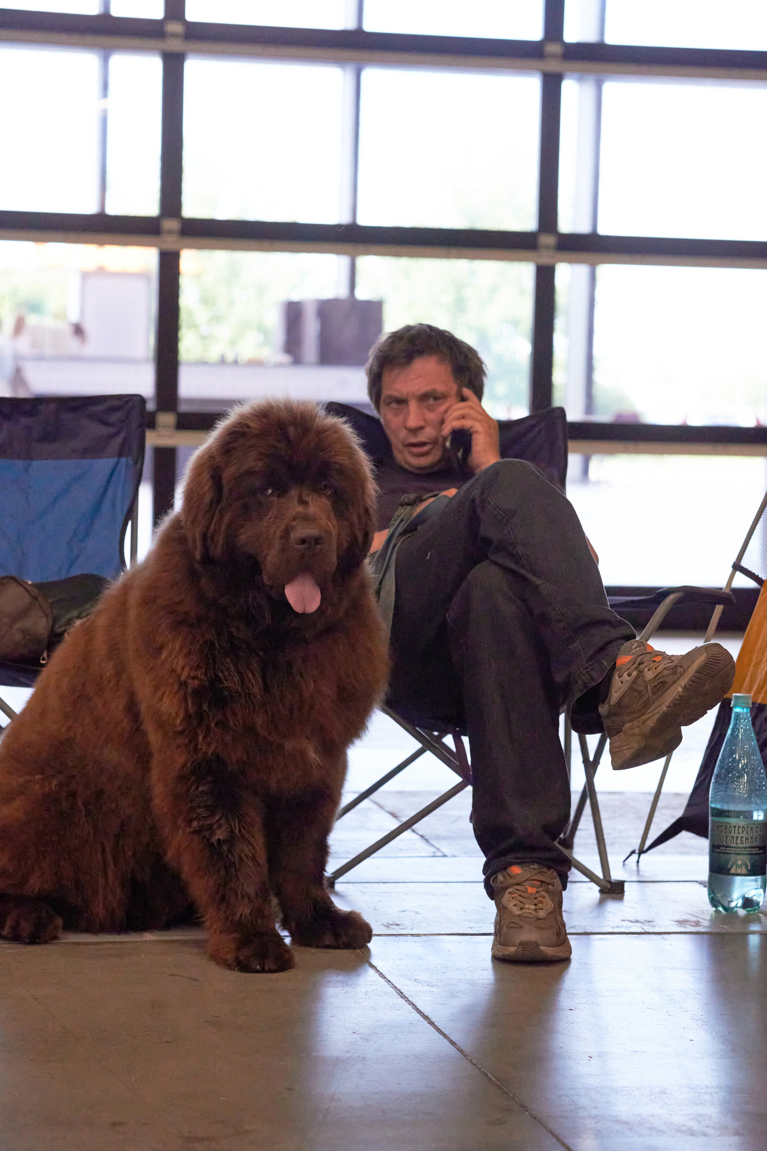 Репортаж с выставки собак в Экспофоруме. Фотограф людей и животных в Санкт-Петербурге Марина Бурмистрова