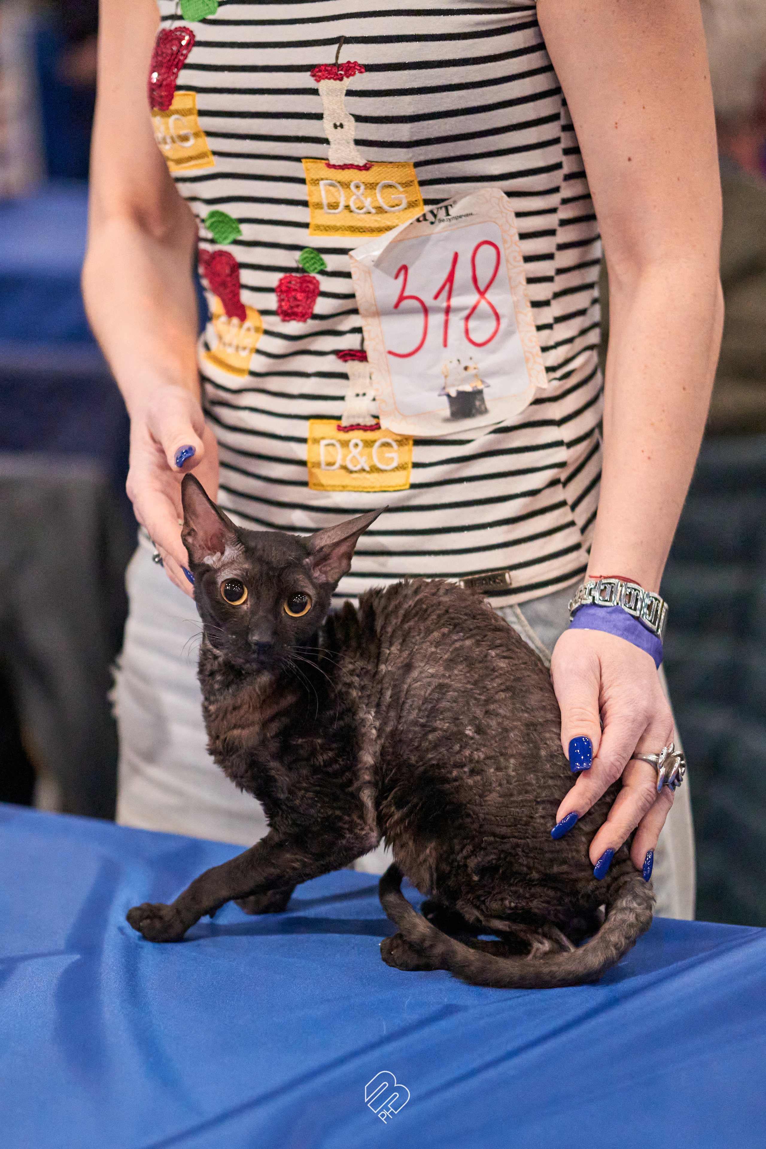 Выставка кошек в Экспофоруме. Фотограф людей и животных в Санкт-Петербурге Марина Бурмистрова