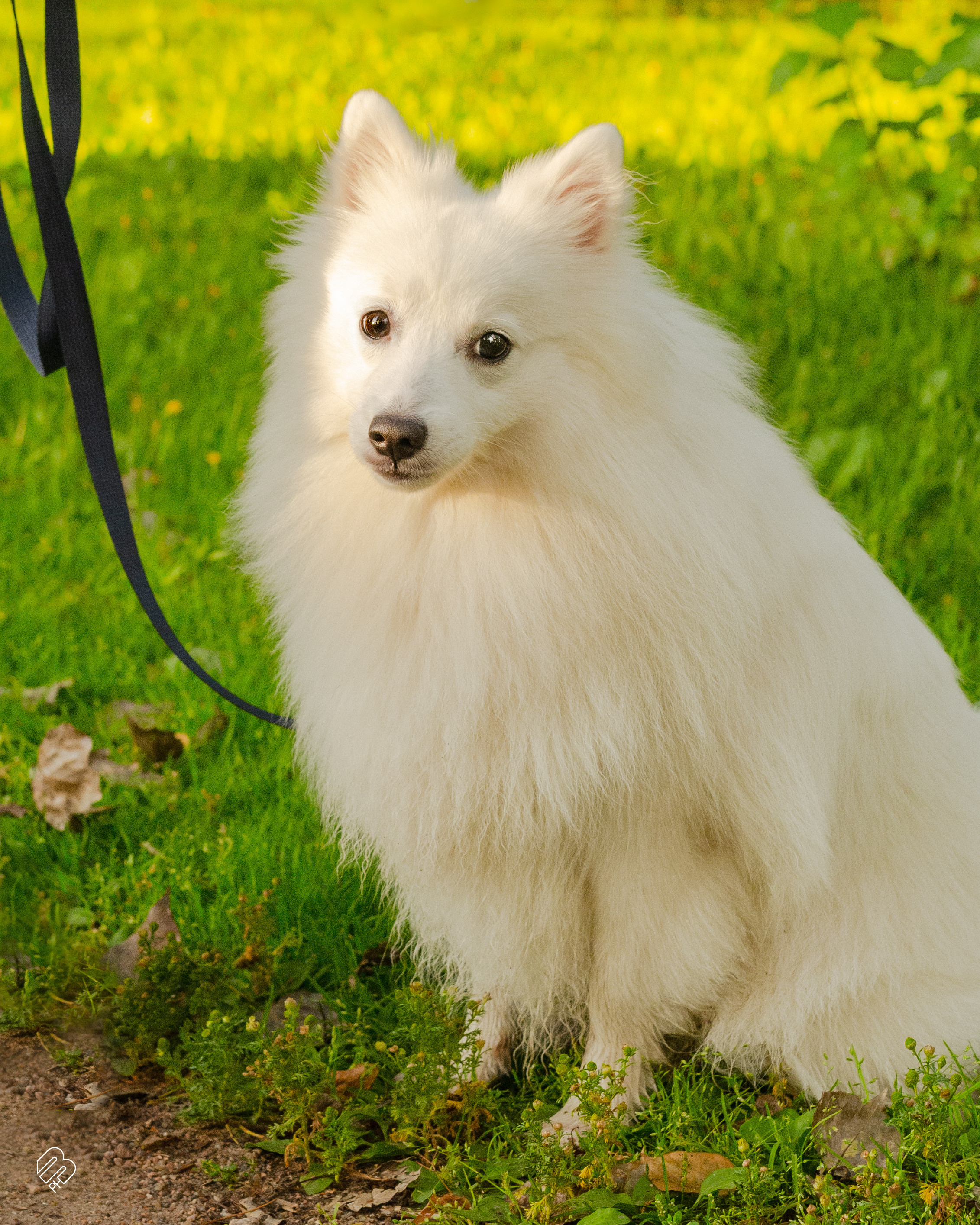 Случайные съемки. Фотограф людей и животных в Санкт-Петербурге Марина Бурмистрова