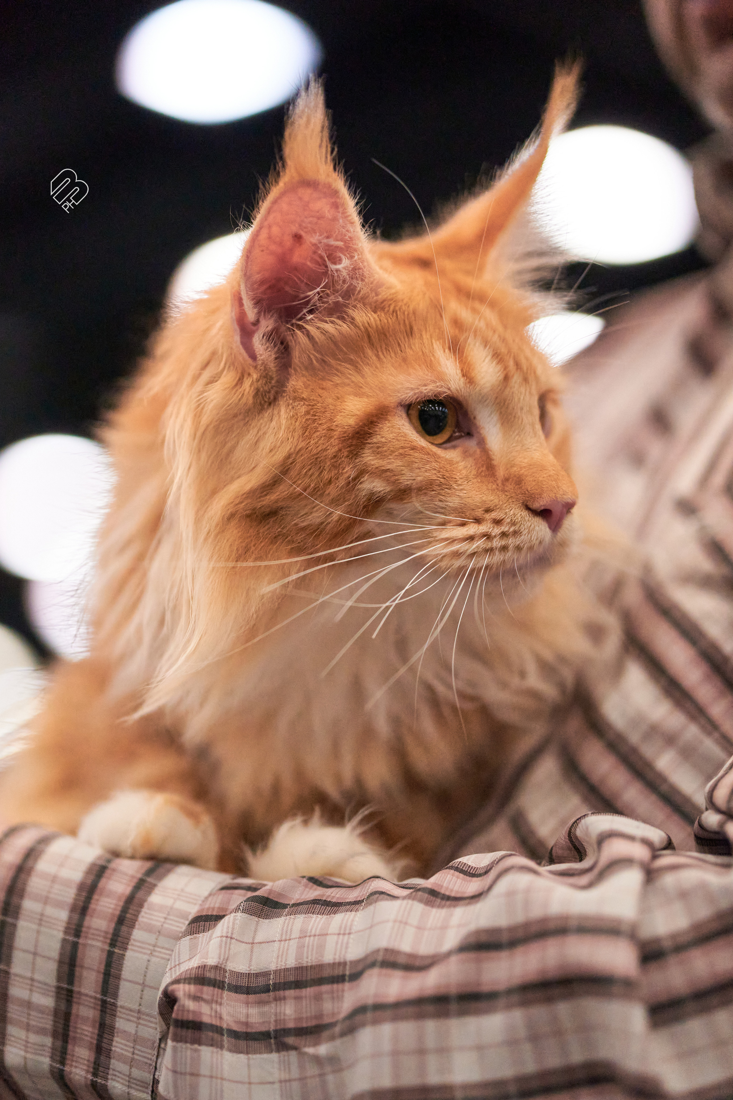 Выставка кошек в Экспофоруме. Фотограф людей и животных в Санкт-Петербурге Марина Бурмистрова