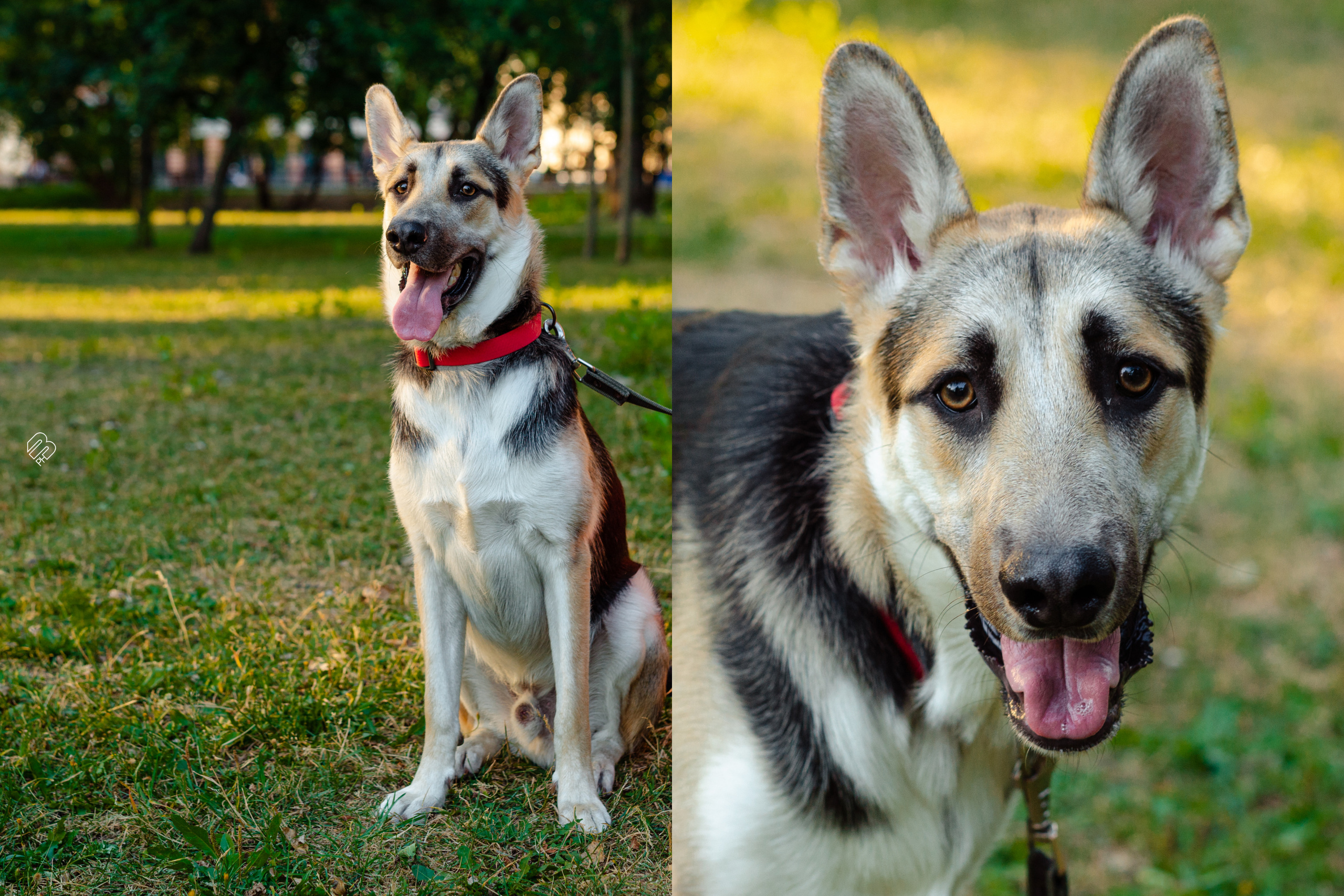 Случайные съемки. Фотограф людей и животных в Санкт-Петербурге Марина Бурмистрова