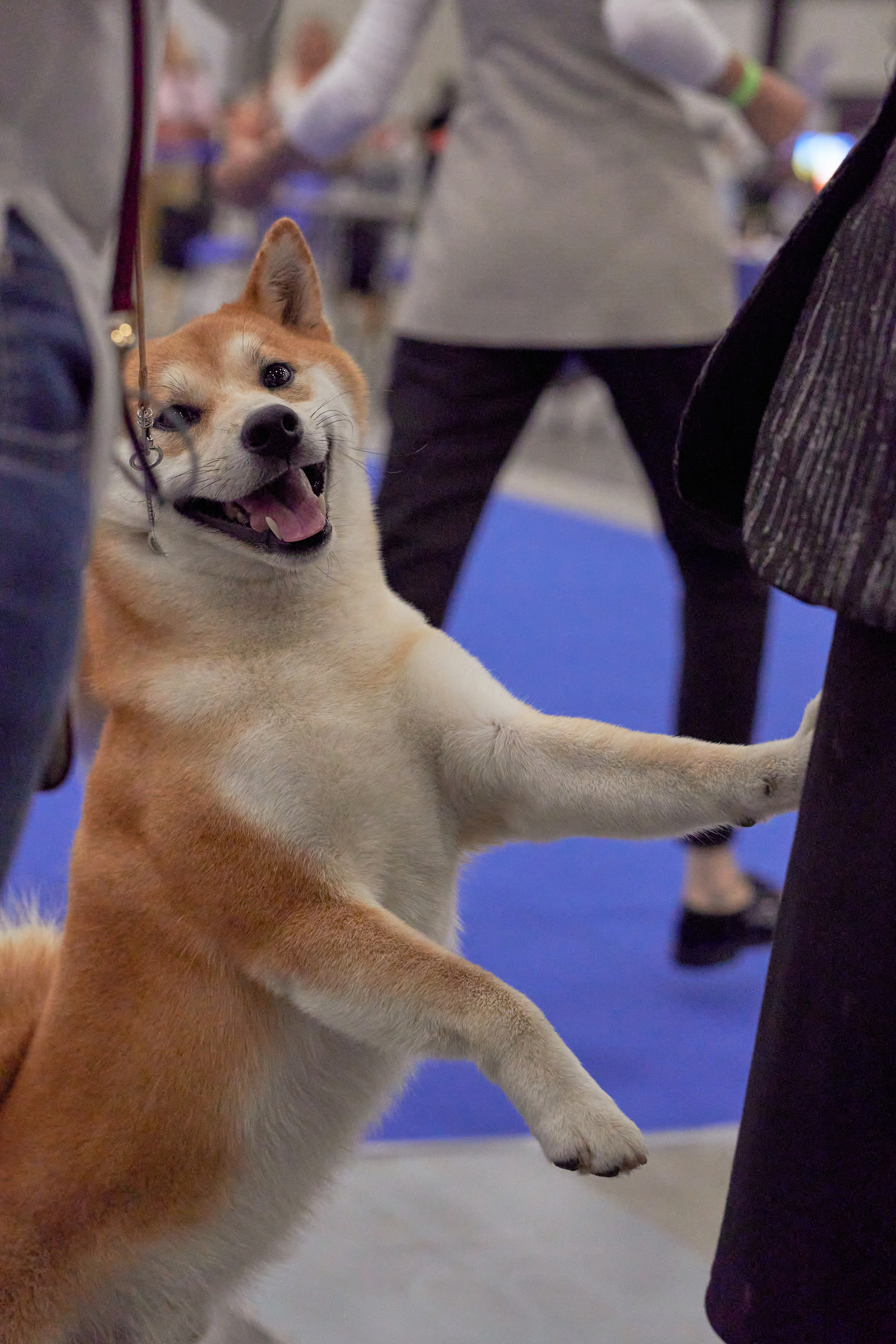 Репортаж с выставки собак в Экспофоруме. Фотограф людей и животных в Санкт-Петербурге Марина Бурмистрова