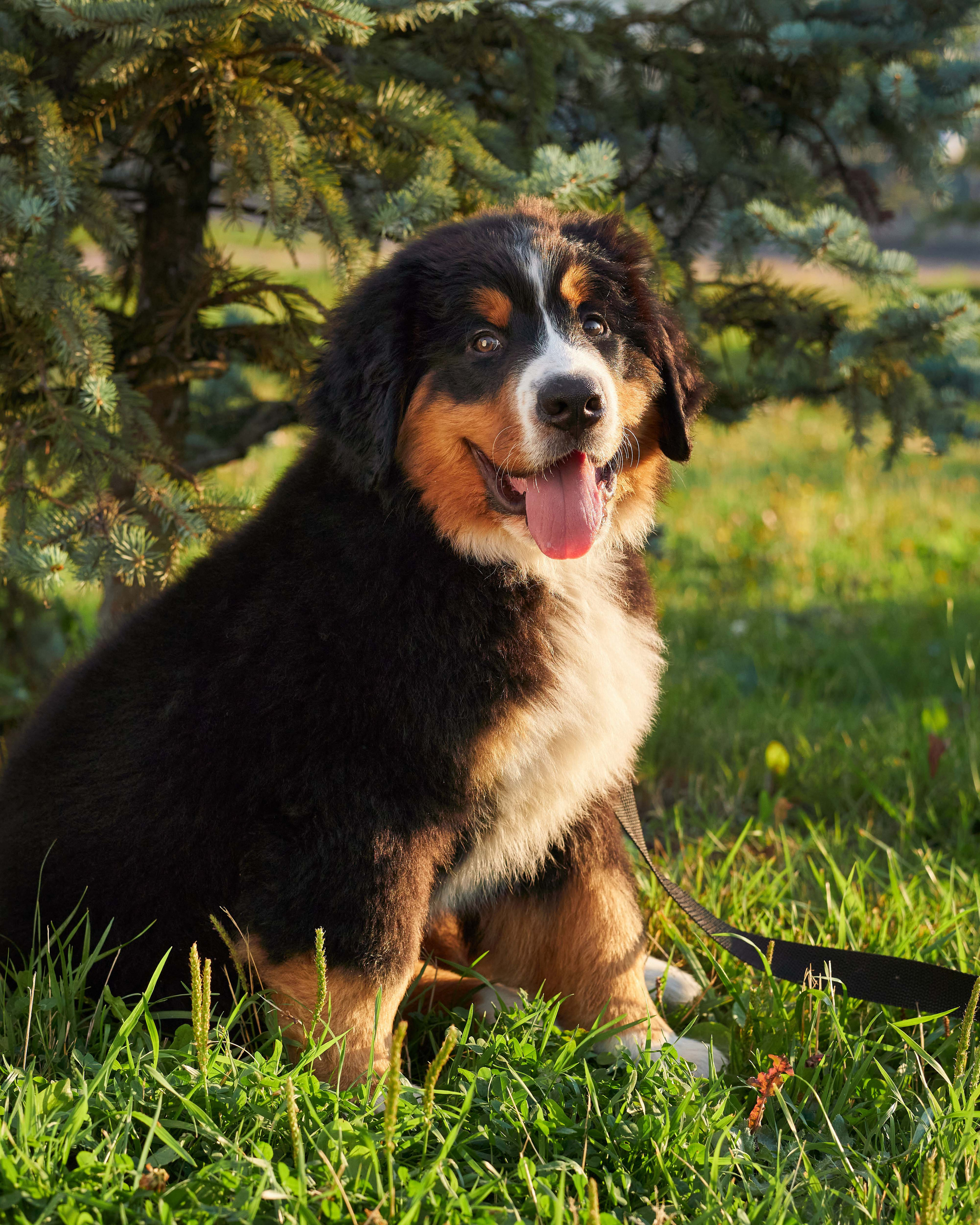 Прогулочные. Фотограф людей и животных в Санкт-Петербурге Марина Бурмистрова