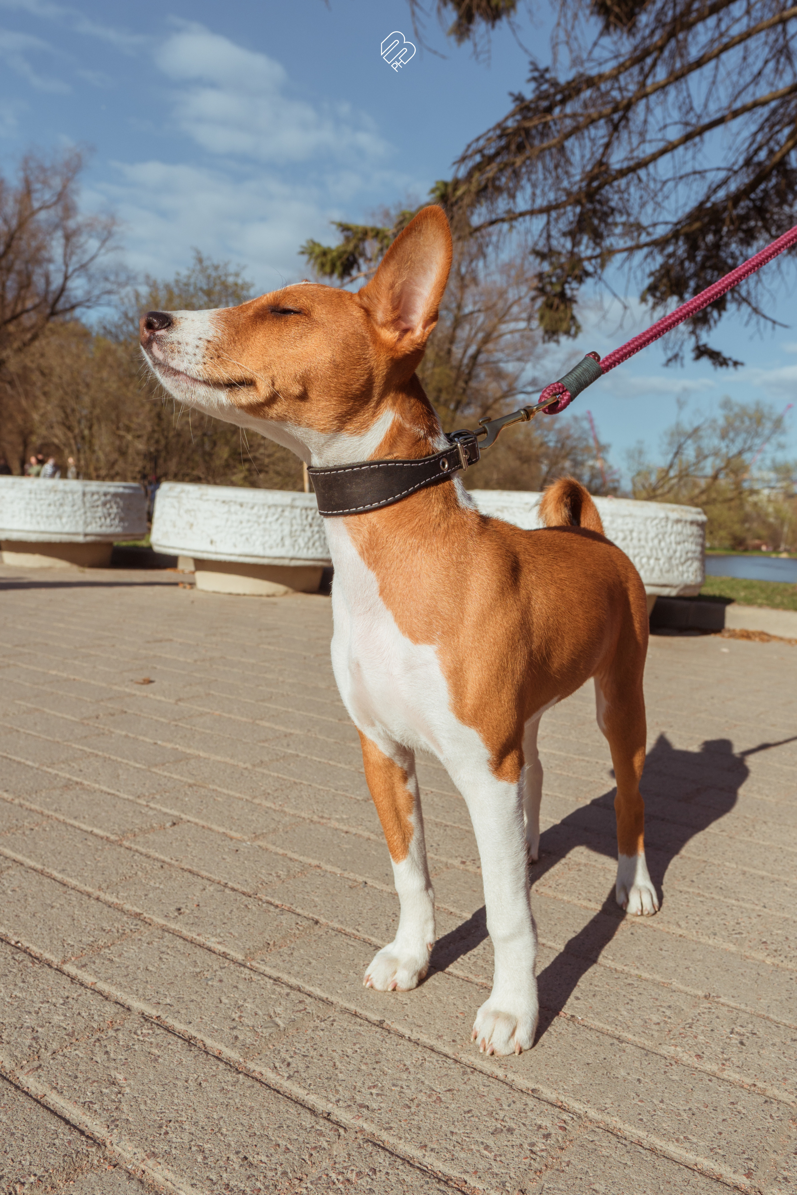 Прогулочные. Фотограф людей и животных в Санкт-Петербурге Марина Бурмистрова