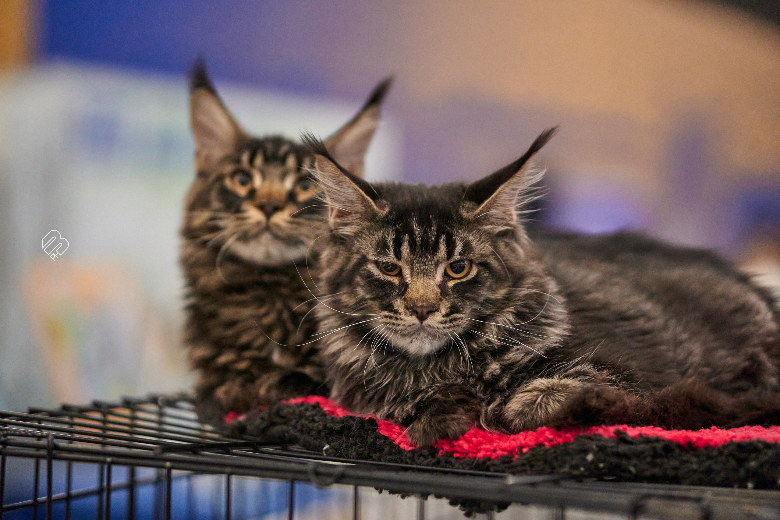 Выставка кошек в Экспофоруме. Фотограф людей и животных в Санкт-Петербурге Марина Бурмистрова