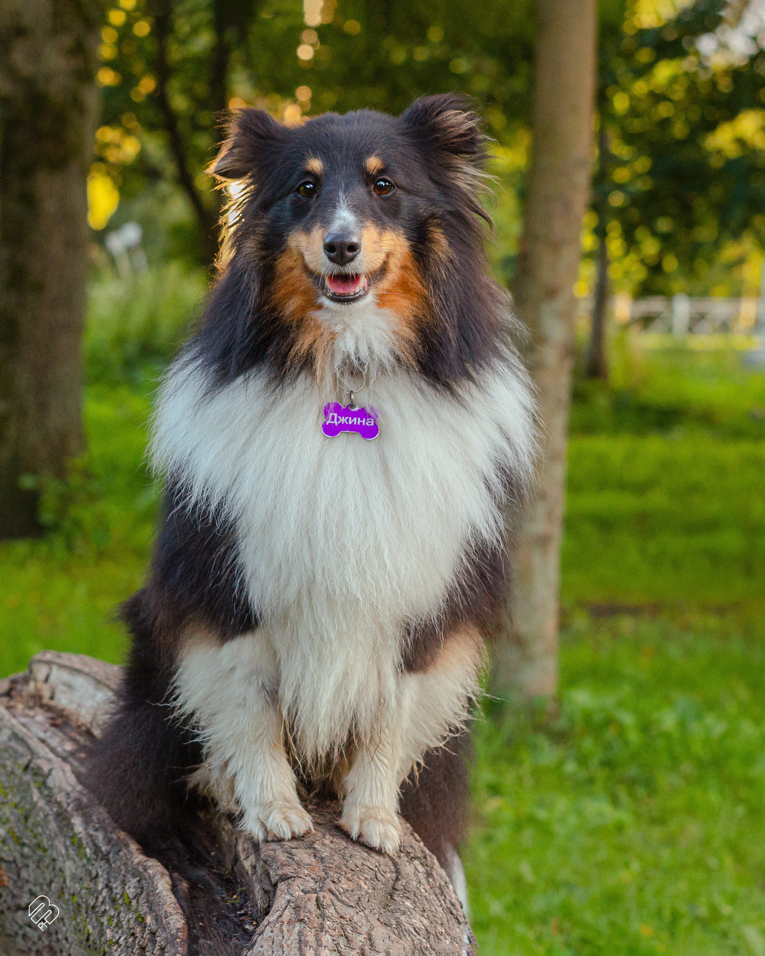 Случайные съемки. Фотограф людей и животных в Санкт-Петербурге Марина Бурмистрова