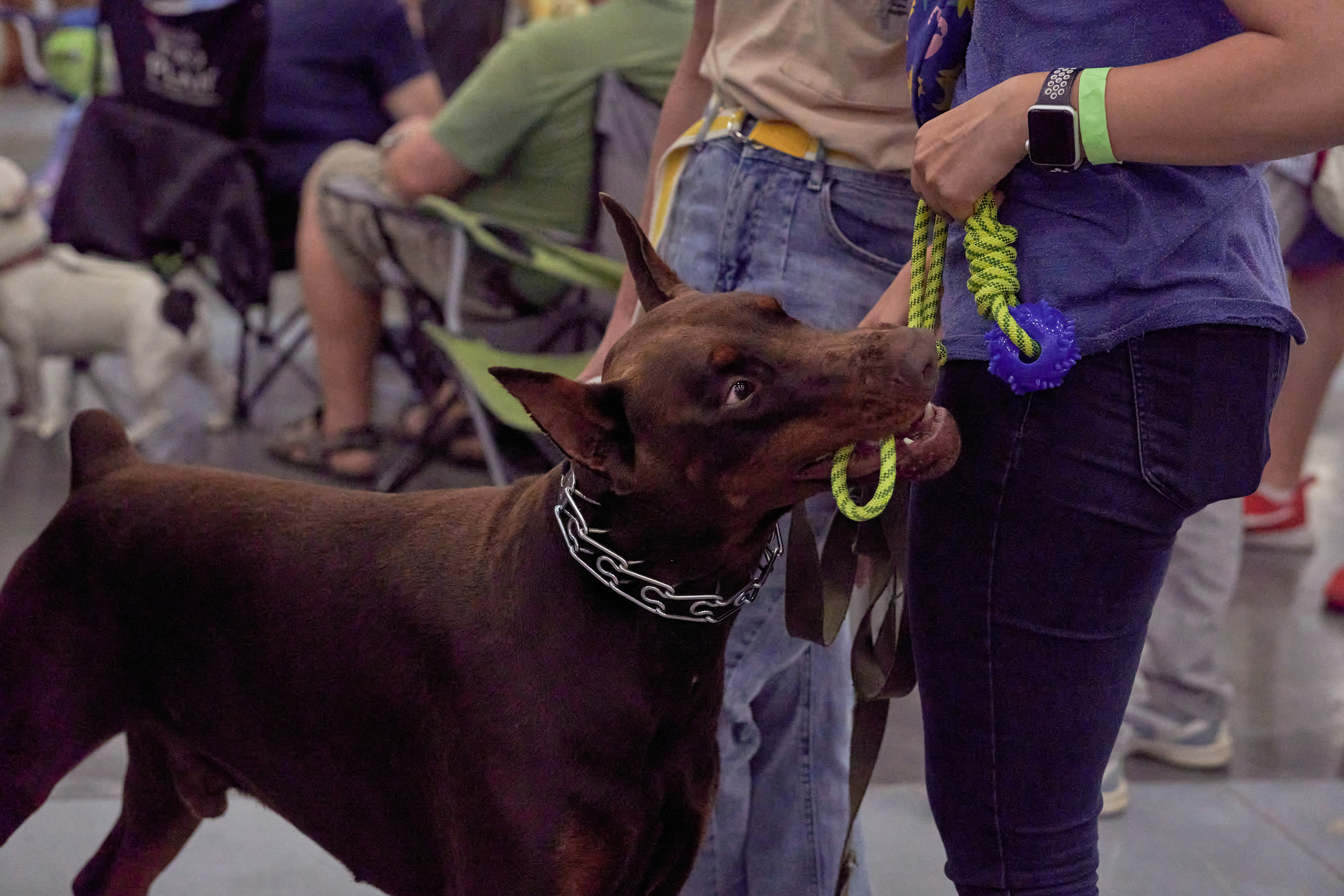 Репортаж с выставки собак в Экспофоруме. Фотограф людей и животных в Санкт-Петербурге Марина Бурмистрова