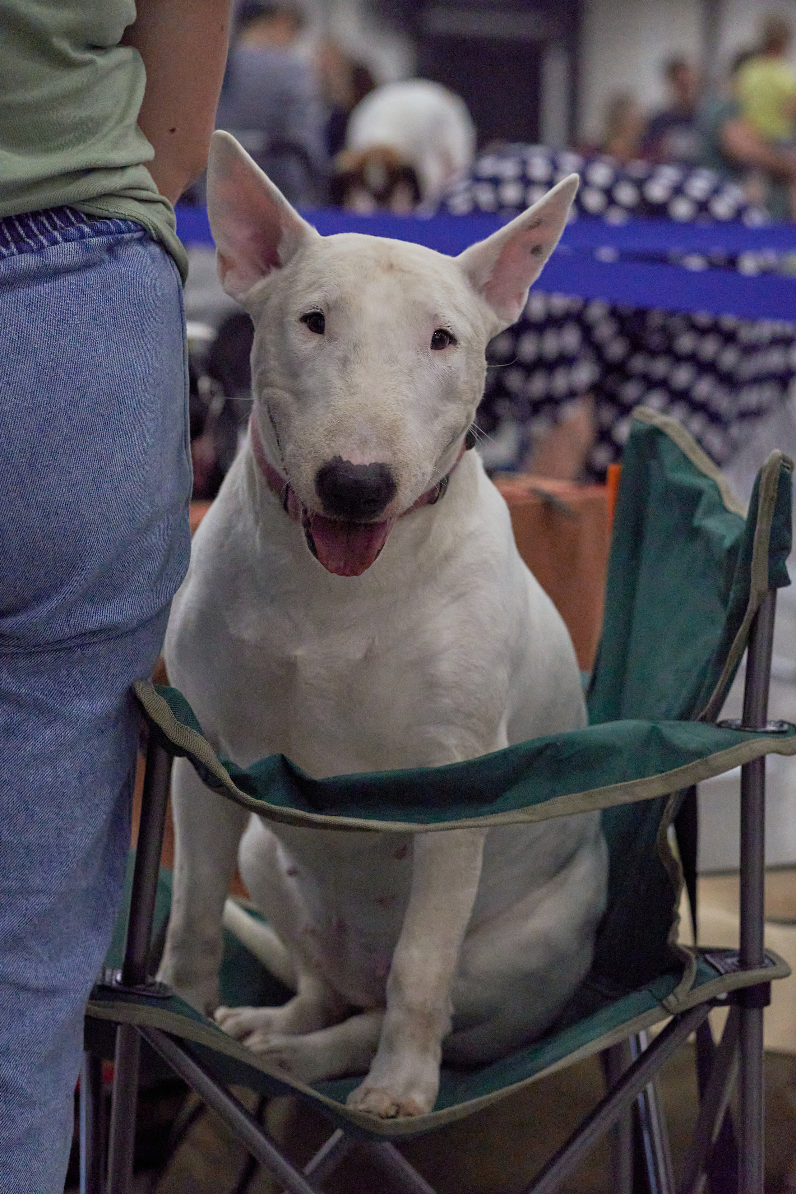 Репортаж с выставки собак в Экспофоруме. Фотограф людей и животных в Санкт-Петербурге Марина Бурмистрова