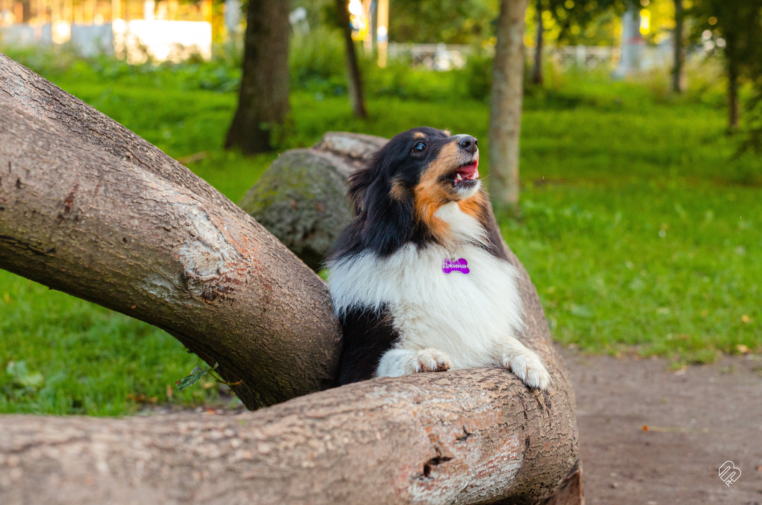 Случайные съемки. Фотограф людей и животных в Санкт-Петербурге Марина Бурмистрова
