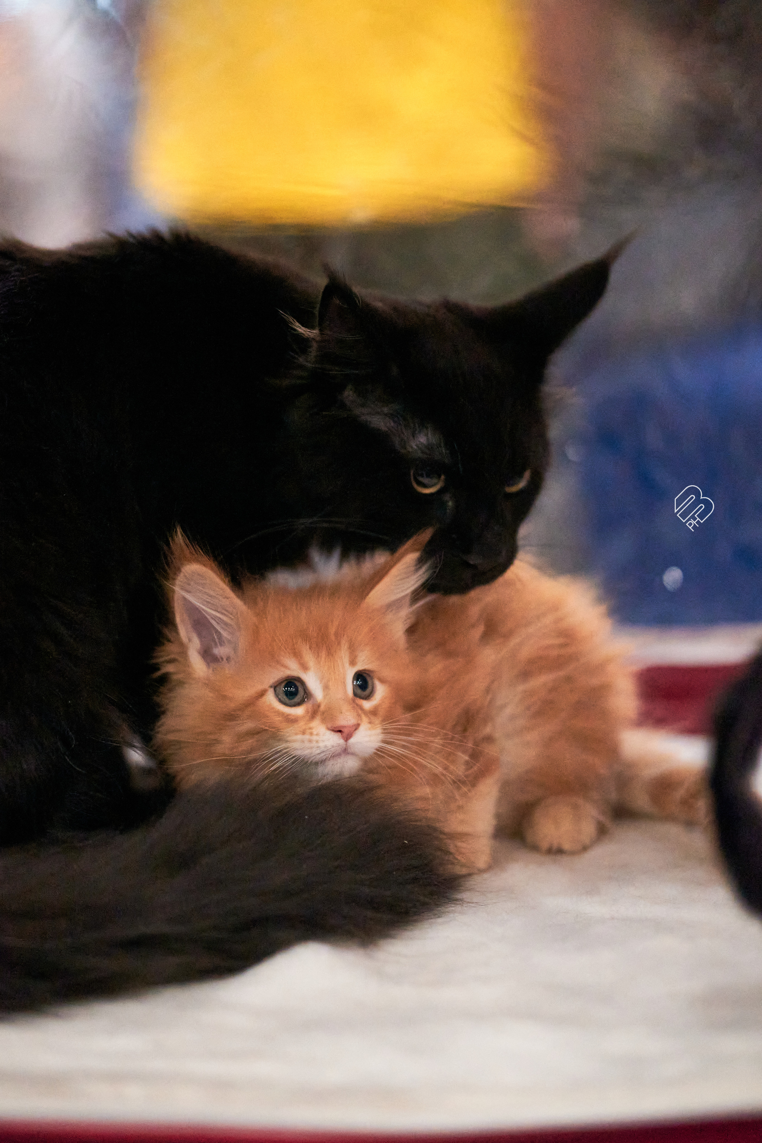 Выставка кошек в Экспофоруме. Фотограф людей и животных в Санкт-Петербурге Марина Бурмистрова