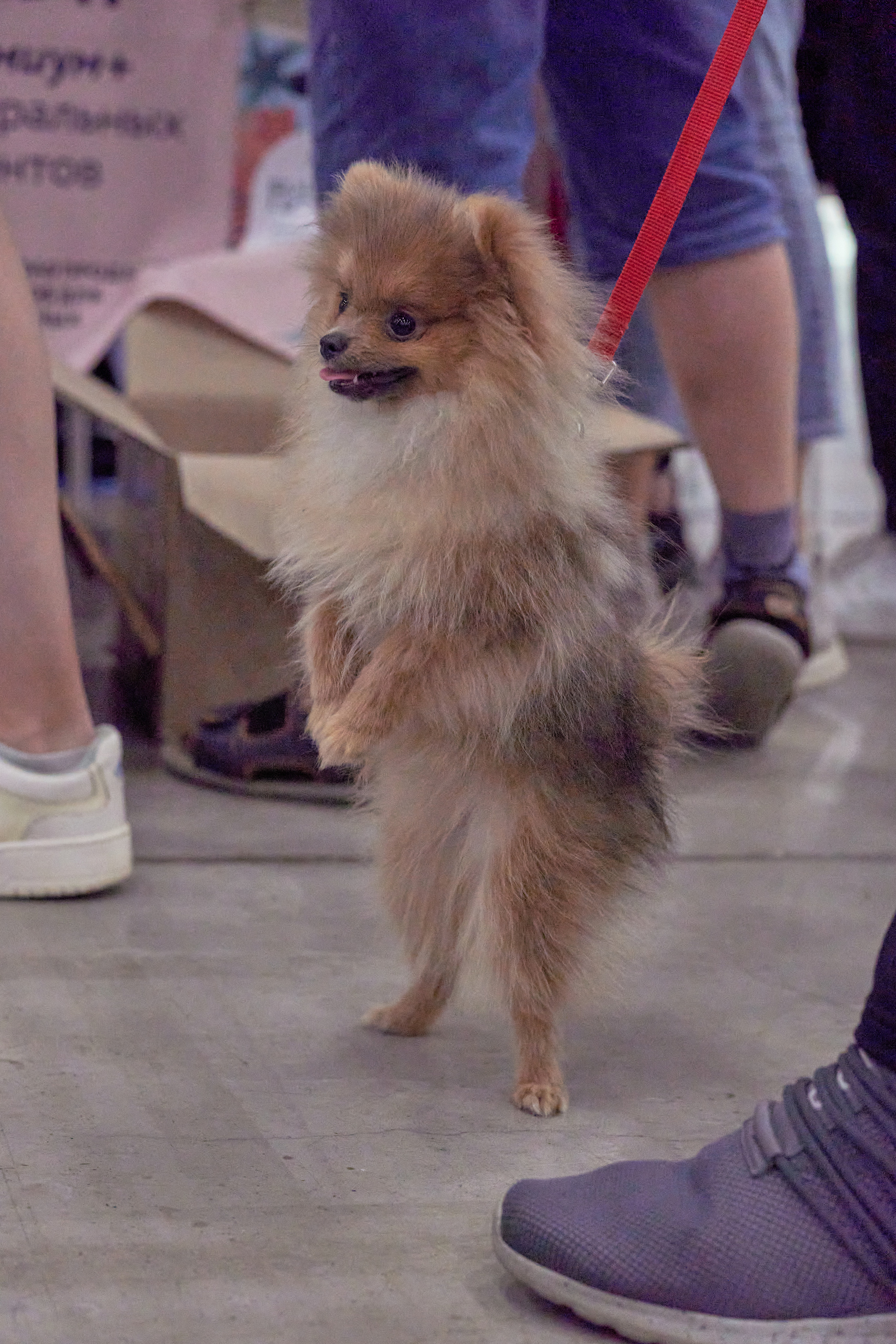 Репортаж с выставки собак в Экспофоруме. Фотограф людей и животных в Санкт-Петербурге Марина Бурмистрова
