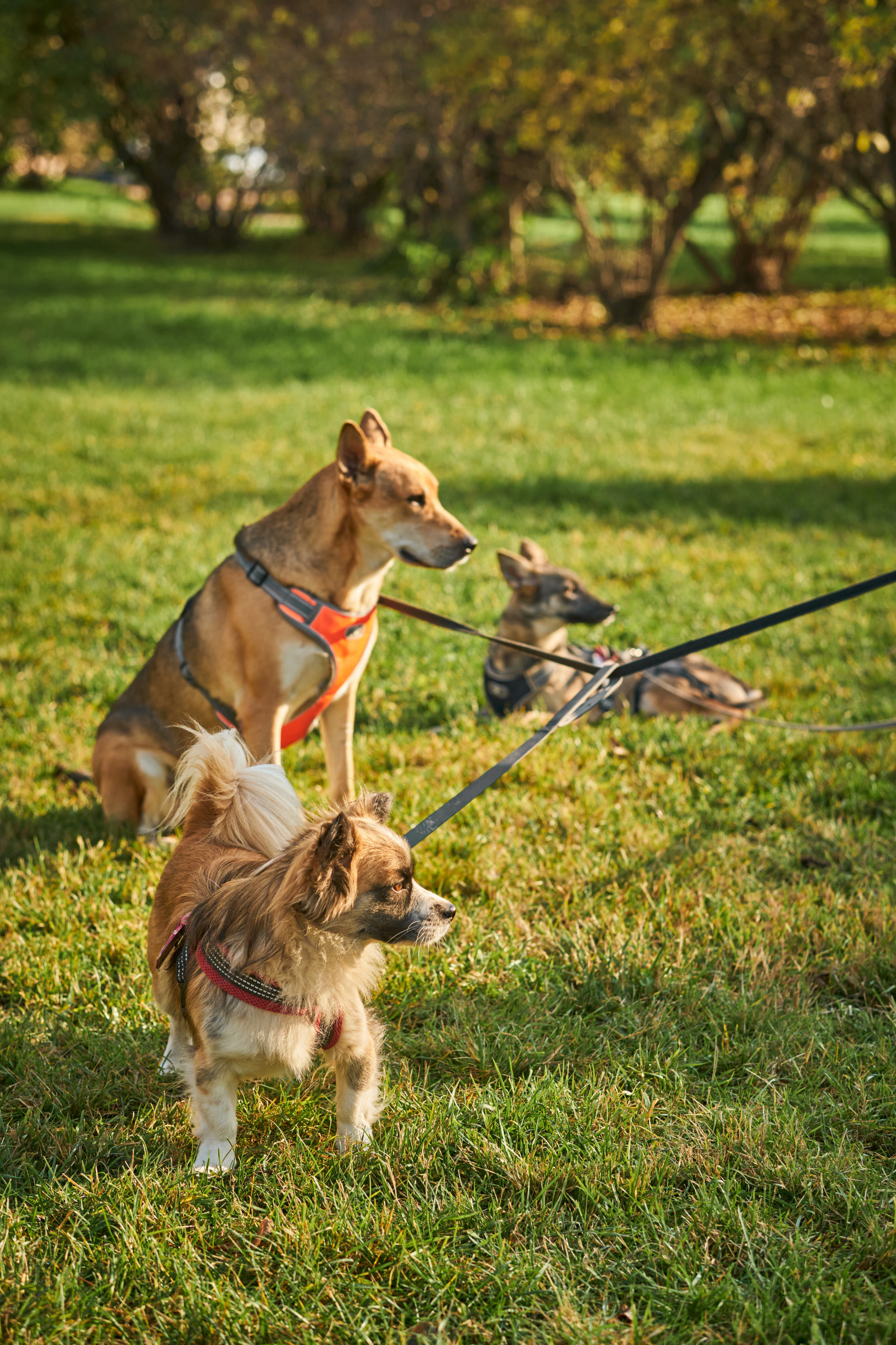 Случайные съемки. Фотограф людей и животных в Санкт-Петербурге Марина Бурмистрова