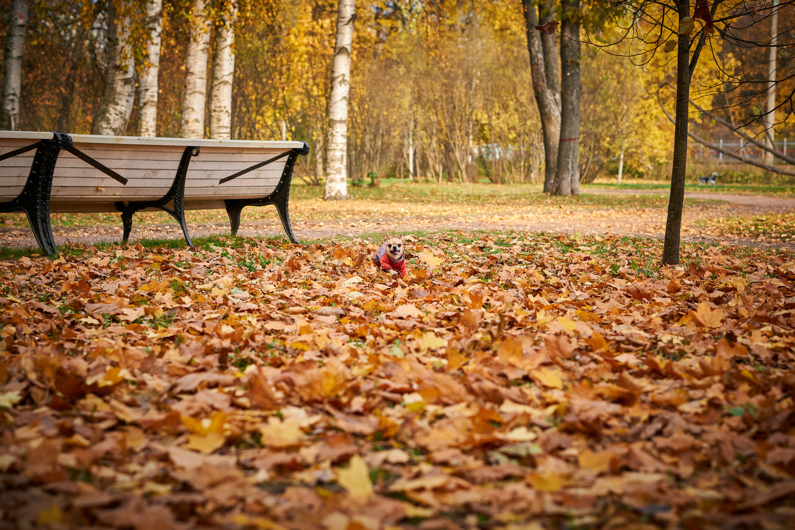 Случайные съемки. Фотограф людей и животных в Санкт-Петербурге Марина Бурмистрова