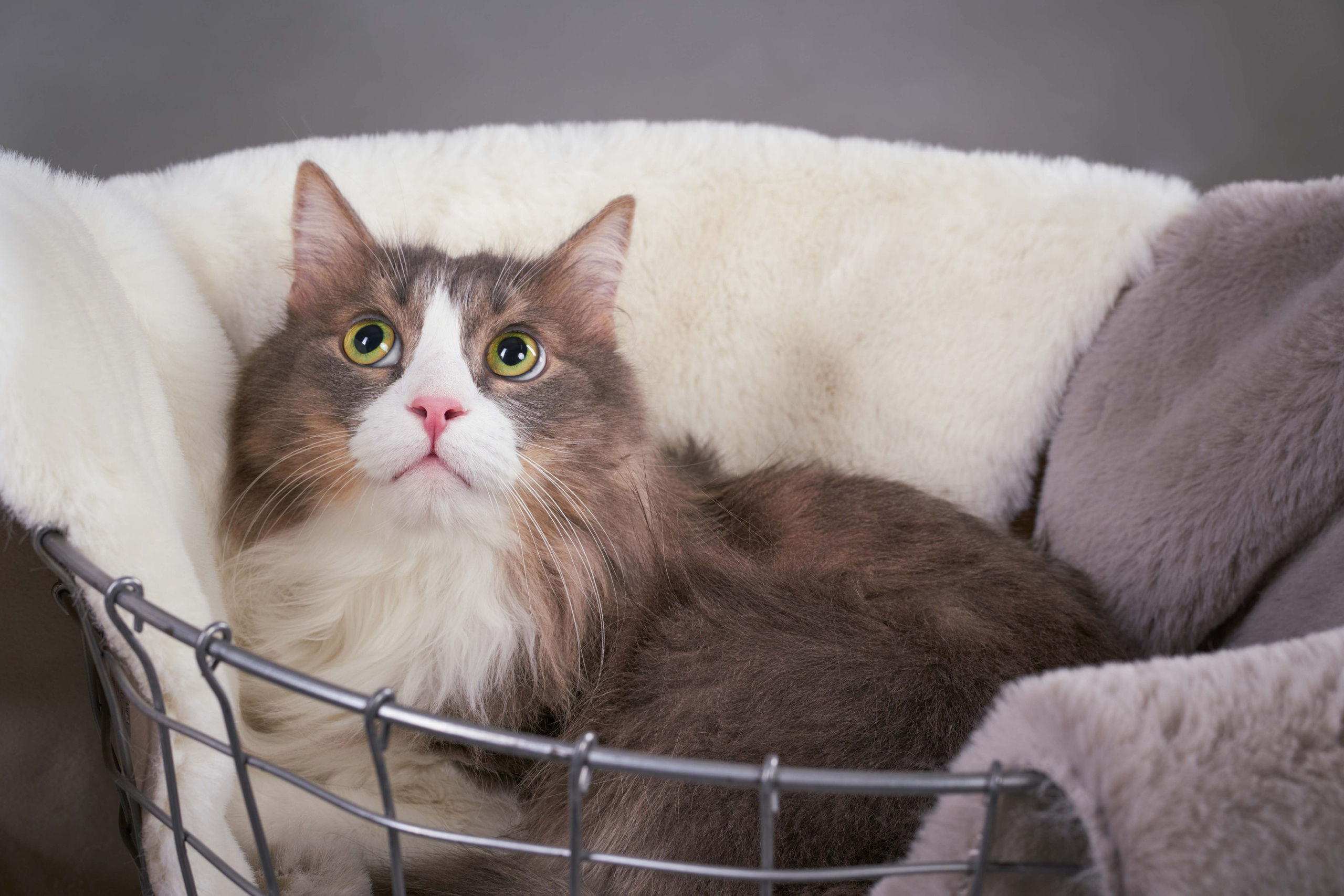 Студийные. Фотограф людей и животных в Санкт-Петербурге Марина Бурмистрова