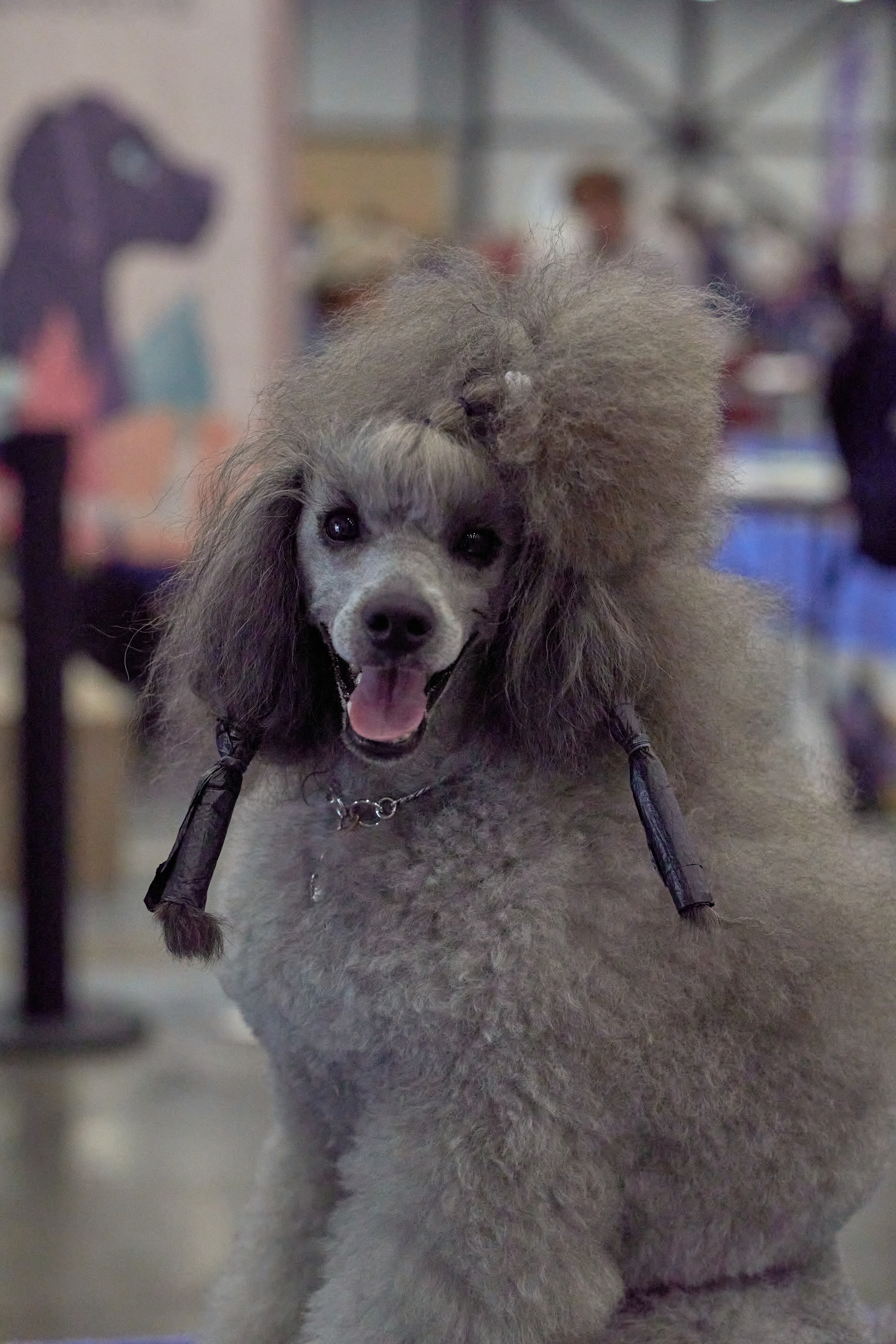 Репортаж с выставки собак в Экспофоруме. Фотограф людей и животных в Санкт-Петербурге Марина Бурмистрова