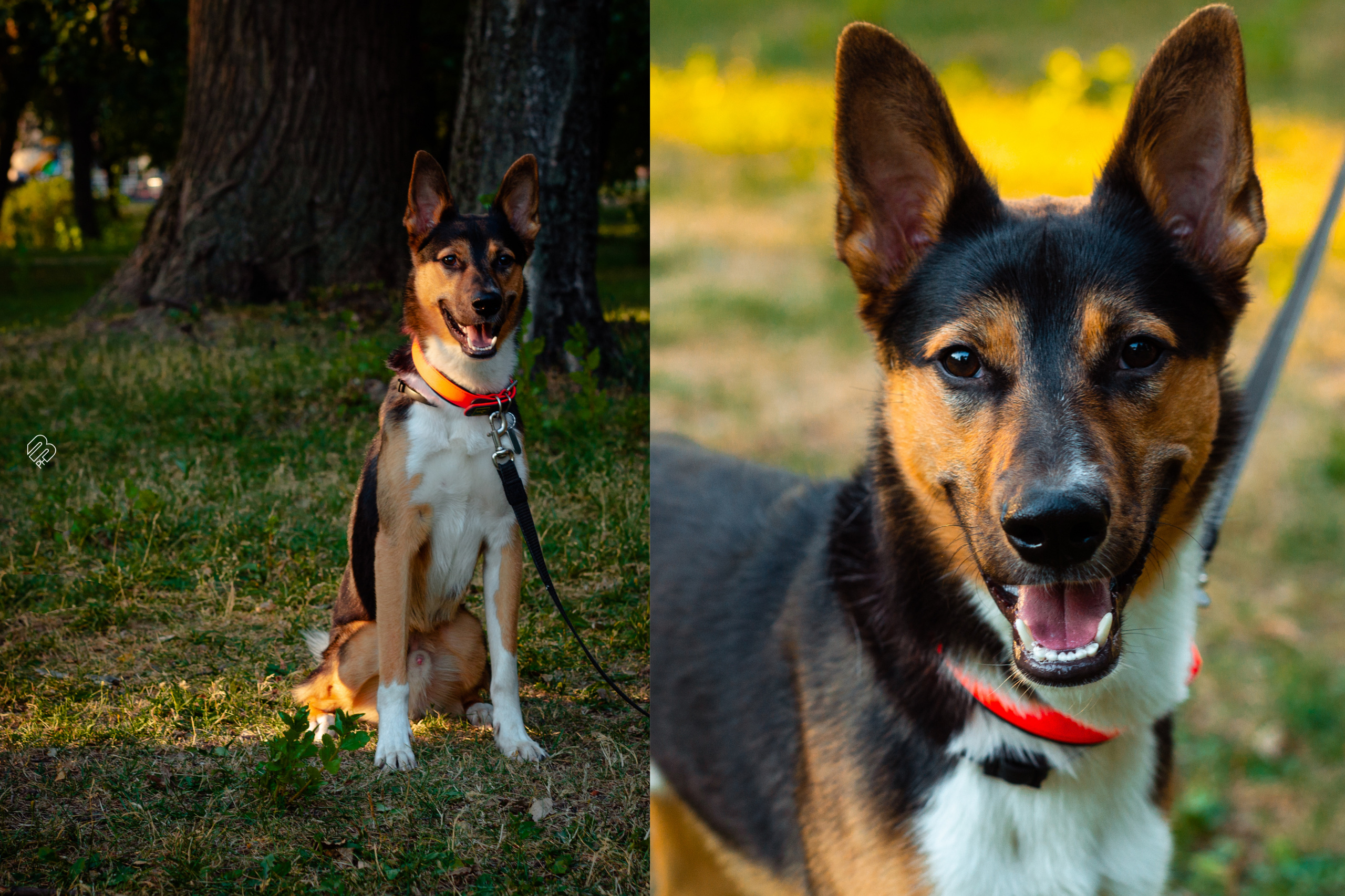 Случайные съемки. Фотограф людей и животных в Санкт-Петербурге Марина Бурмистрова