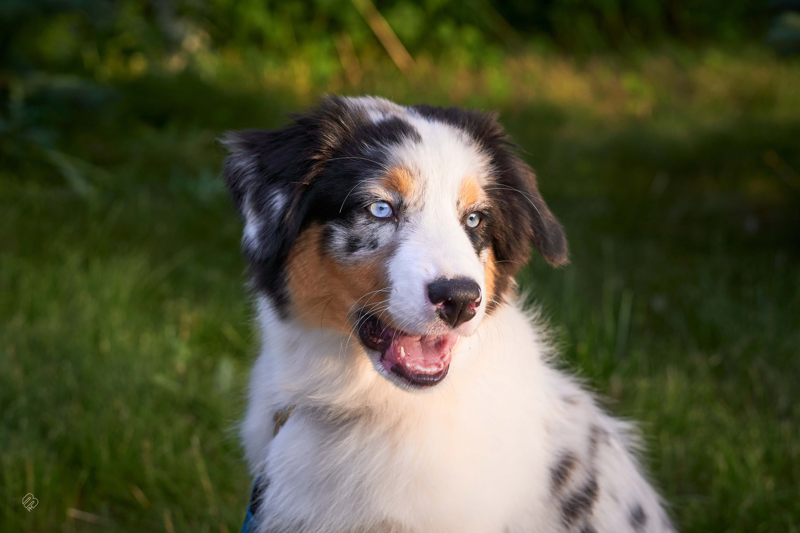 Прогулочные. Фотограф людей и животных в Санкт-Петербурге Марина Бурмистрова