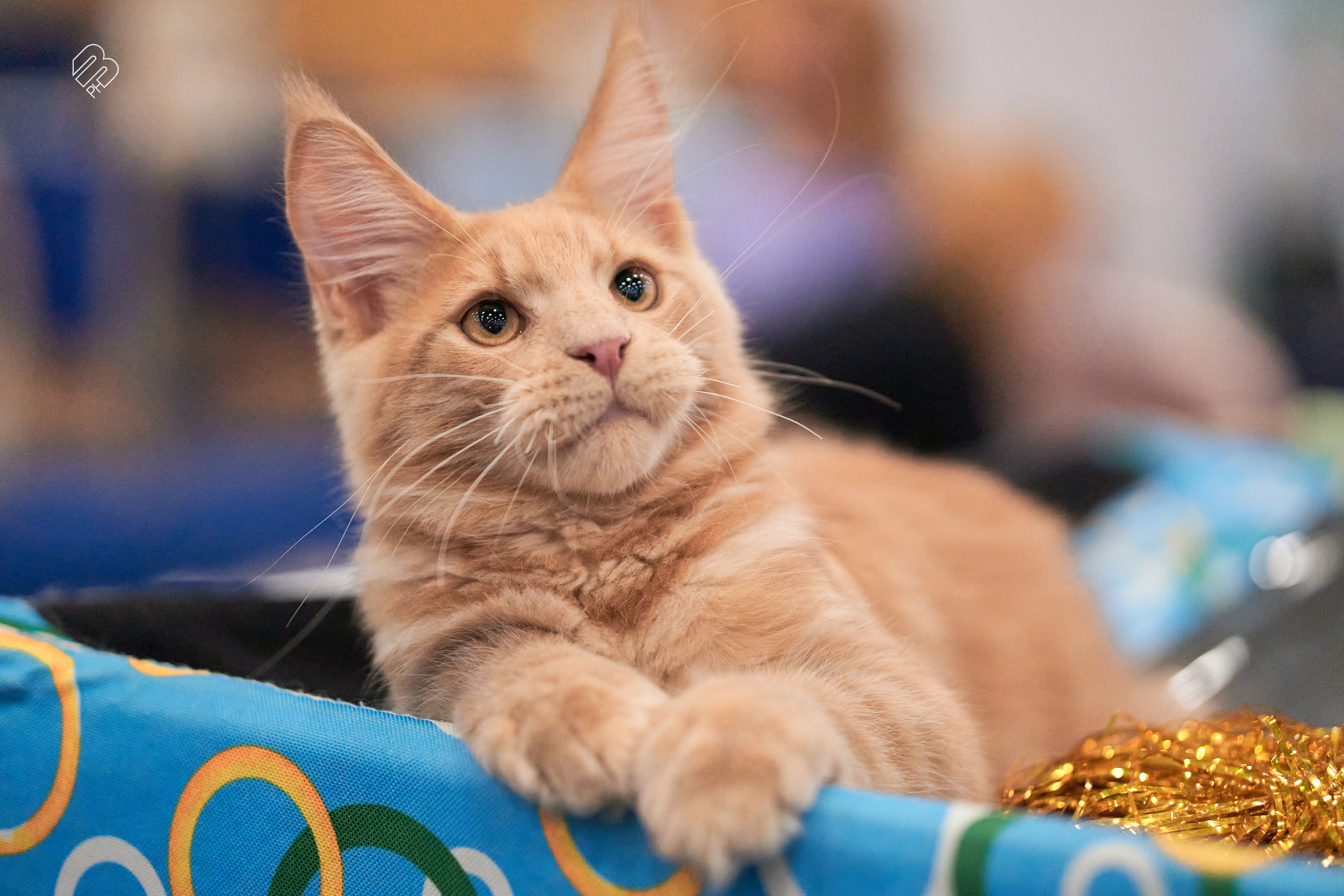 Выставка кошек в Экспофоруме. Фотограф людей и животных в Санкт-Петербурге Марина Бурмистрова