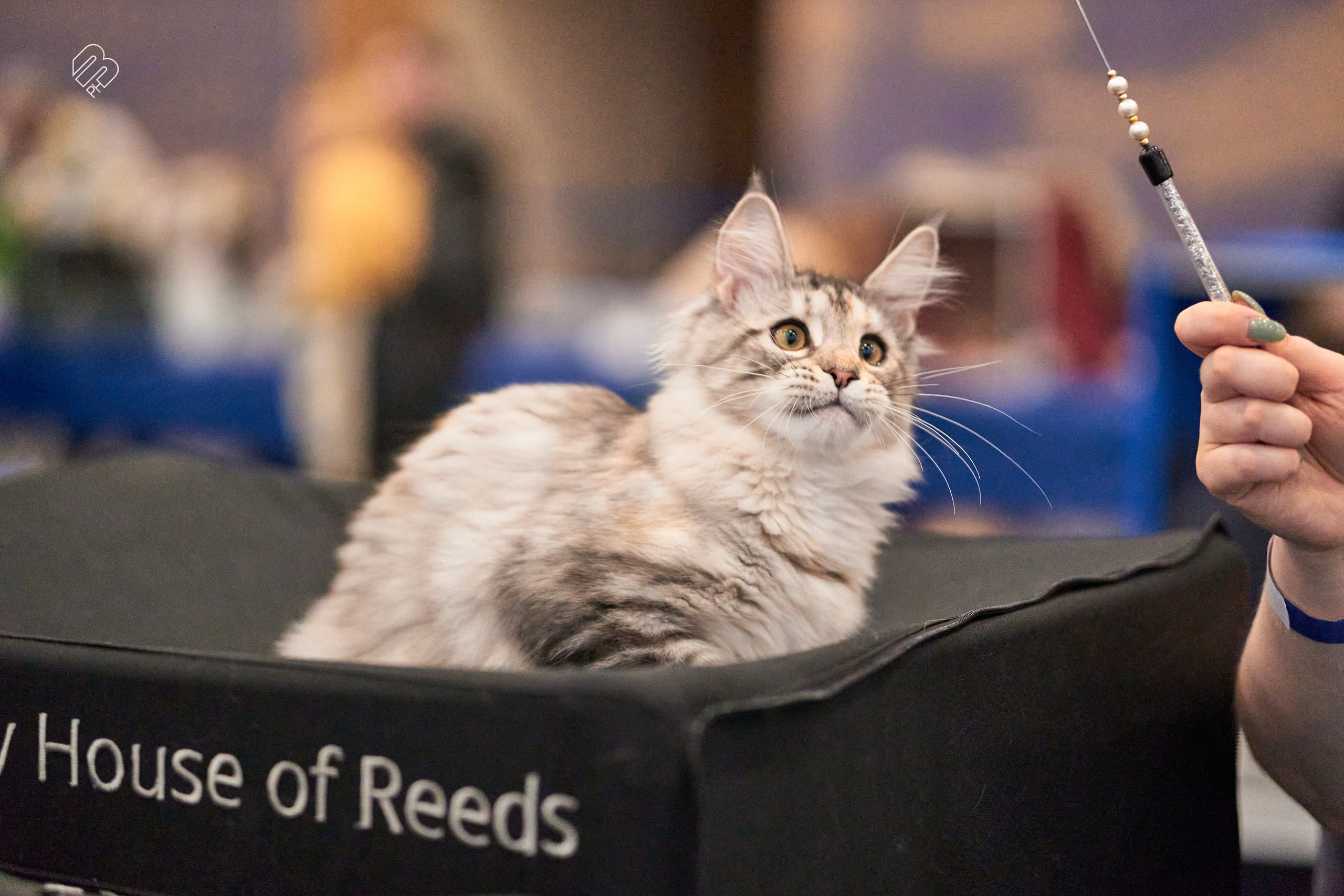 Выставка кошек в Экспофоруме. Фотограф людей и животных в Санкт-Петербурге Марина Бурмистрова