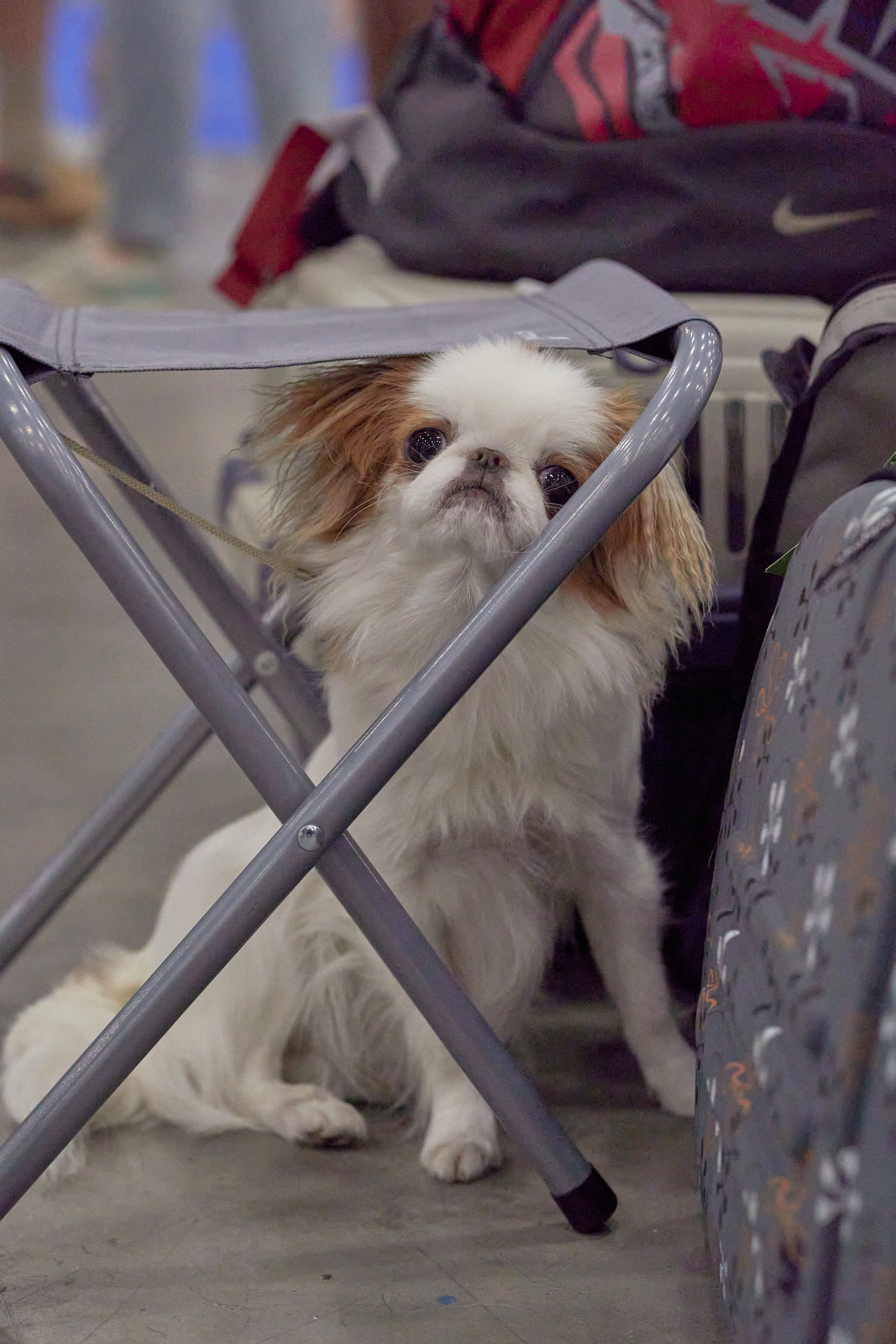 Репортаж с выставки собак в Экспофоруме. Фотограф людей и животных в Санкт-Петербурге Марина Бурмистрова