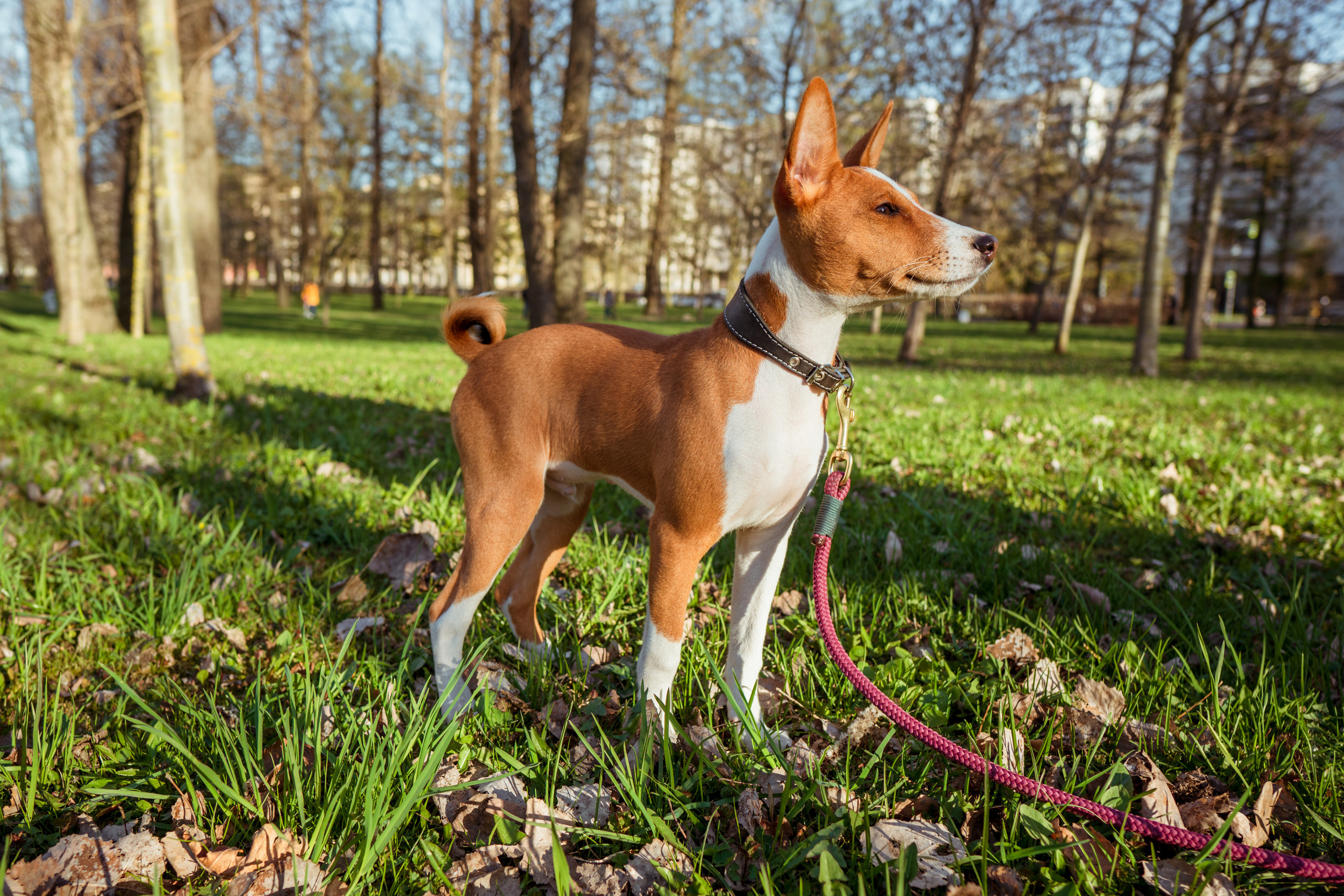 Прогулочные. Фотограф людей и животных в Санкт-Петербурге Марина Бурмистрова